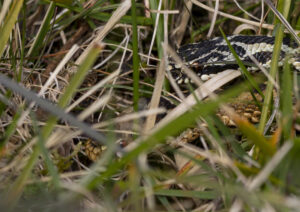 adder pair