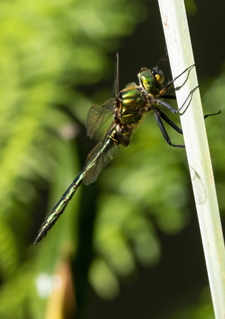 brilliant emerald dragonfly