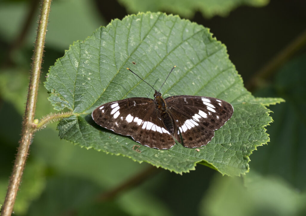 white admiral