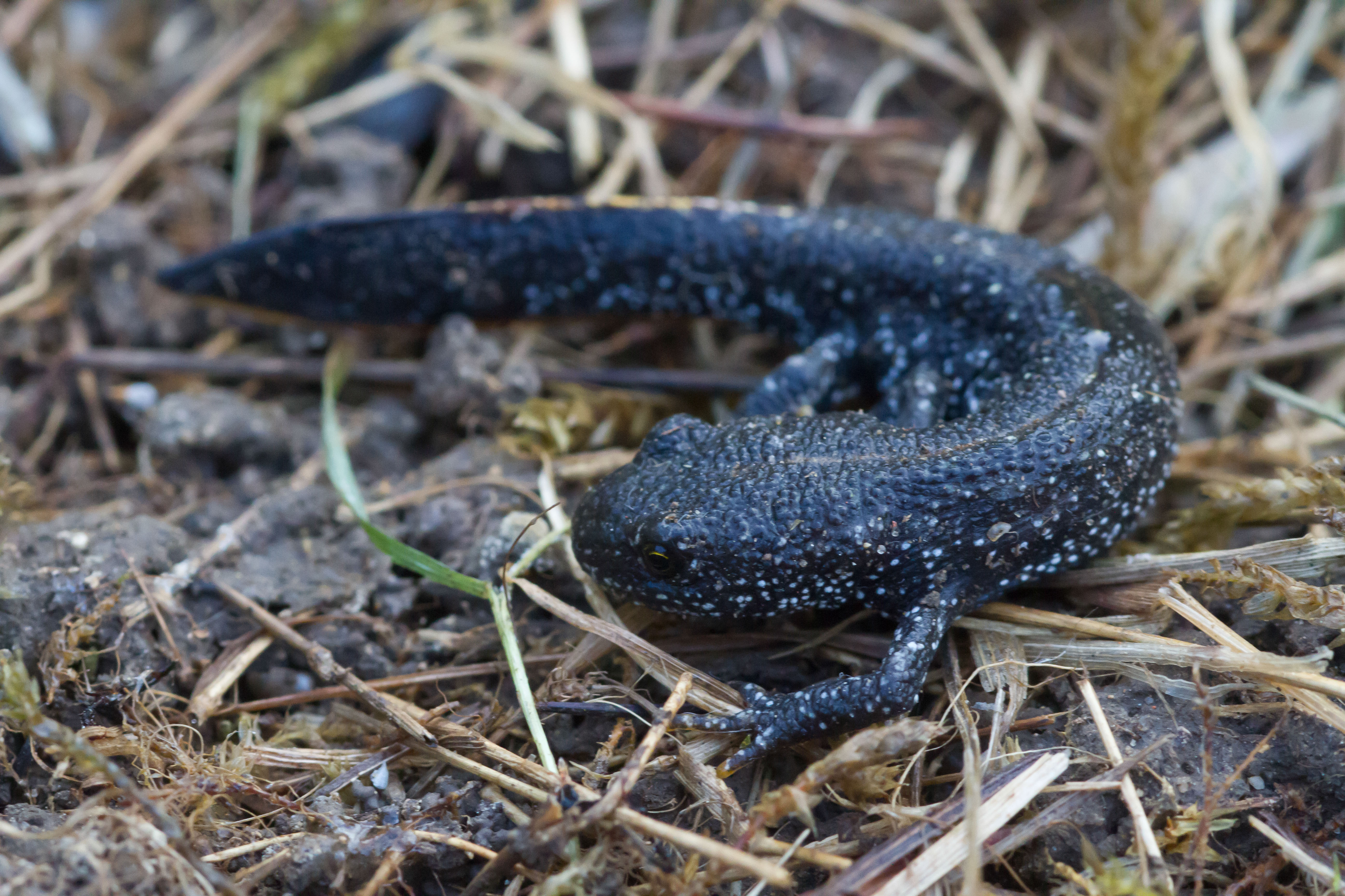 newts