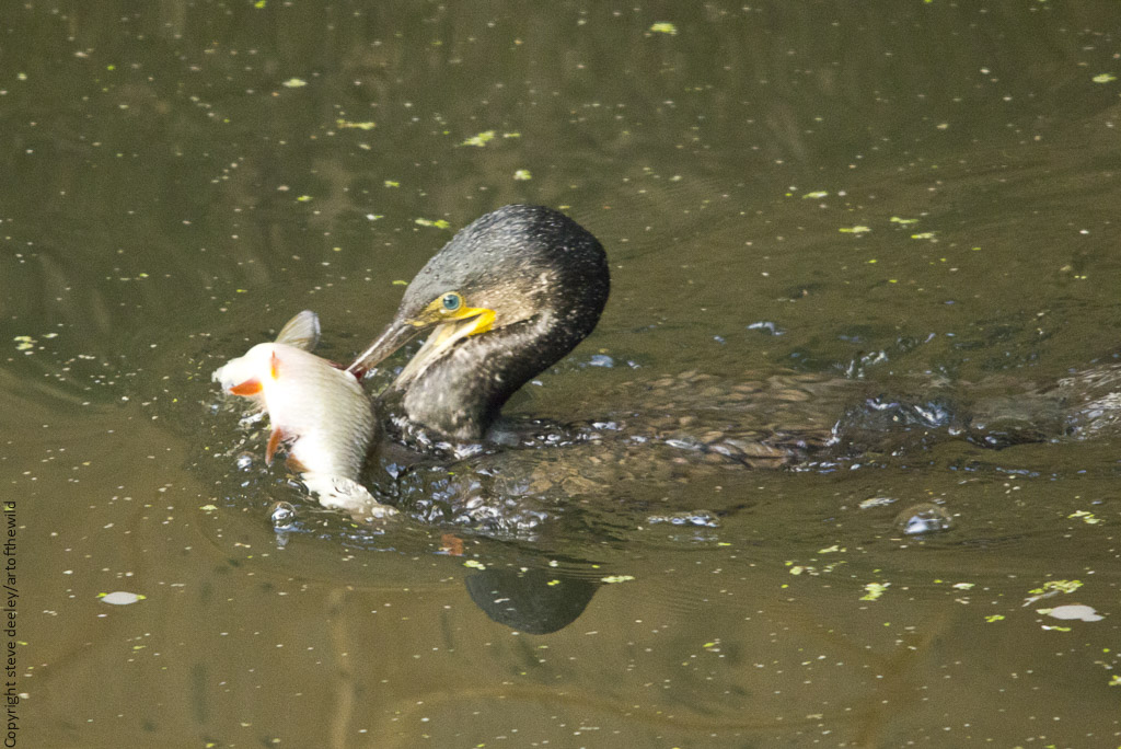 _MG_4767m1crop.jpg