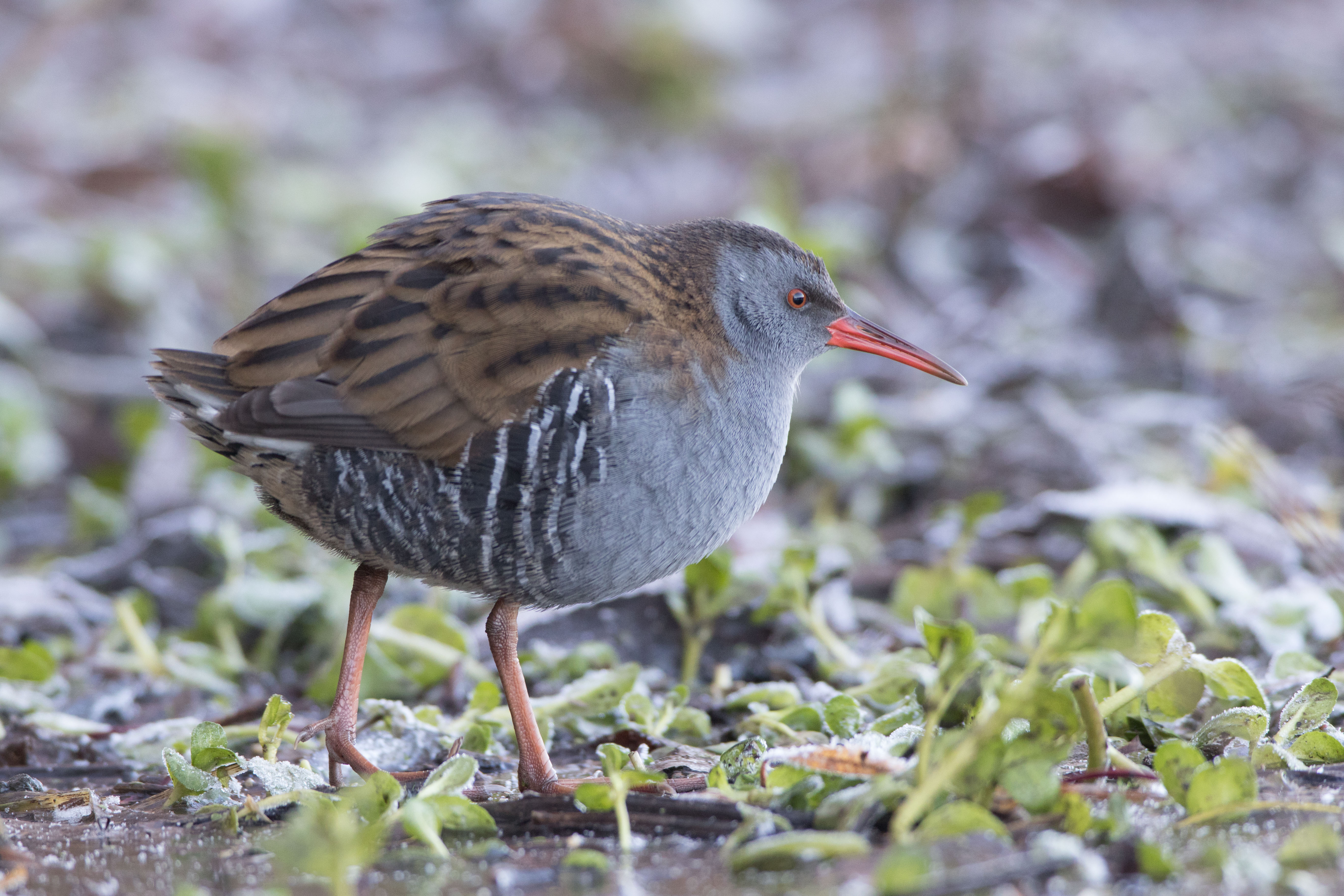 Crakes and Rails