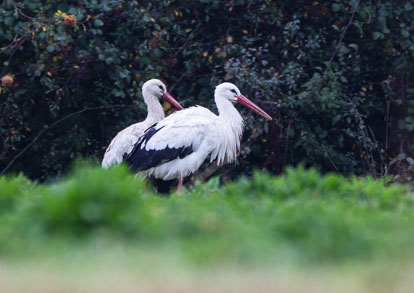 Cranes and Storks Cranes and Storks