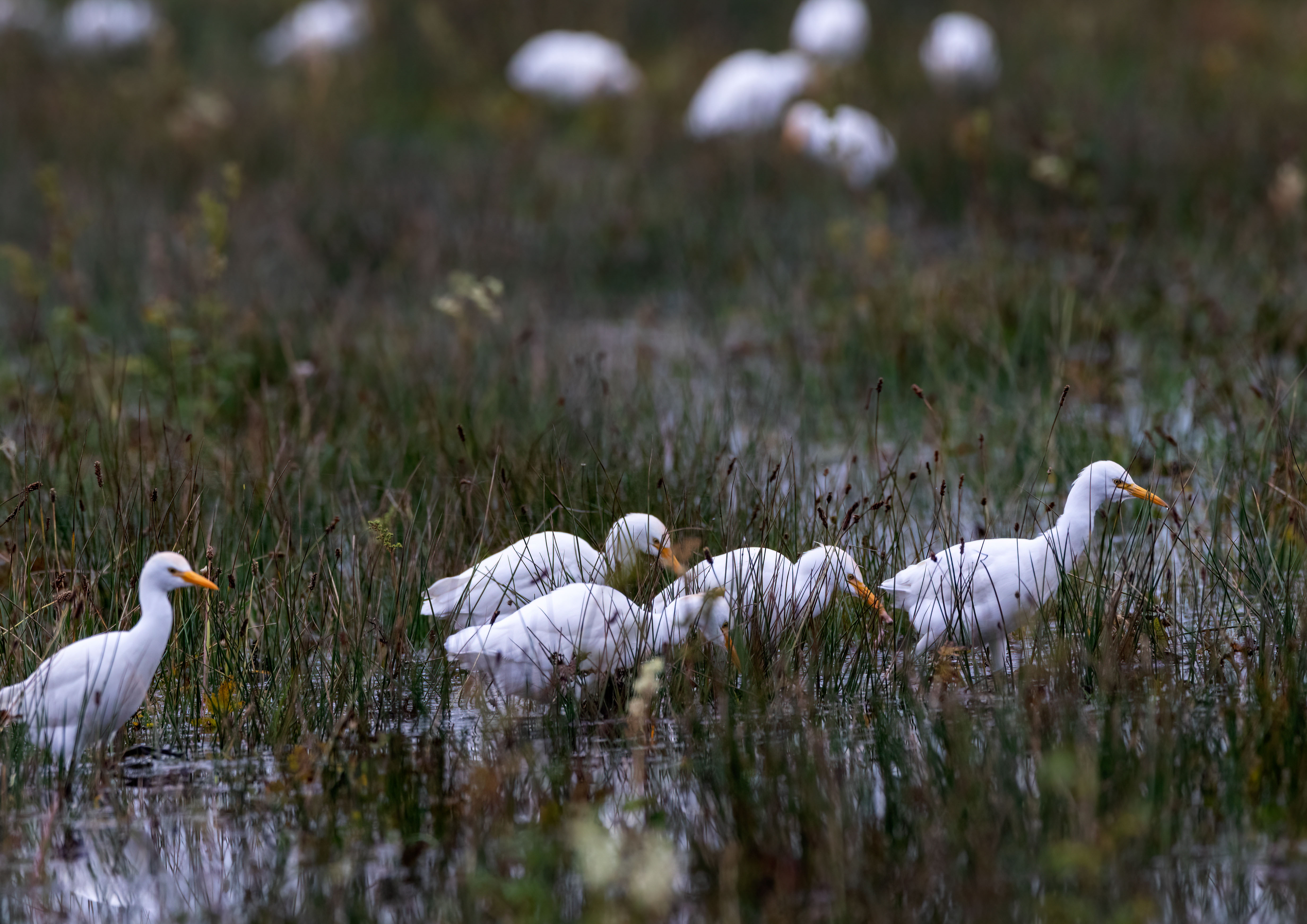 Egrets