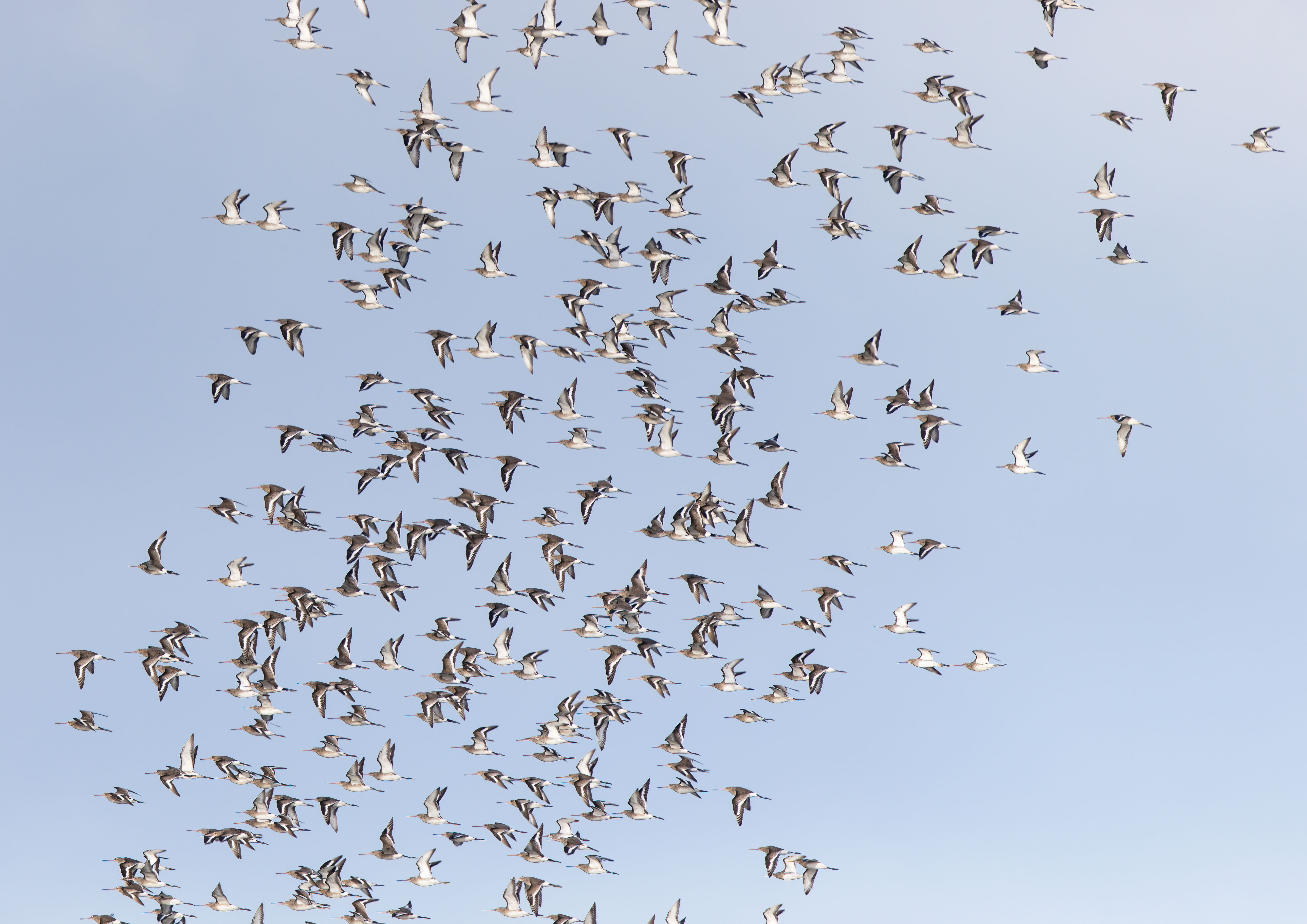 Godwits Godwits