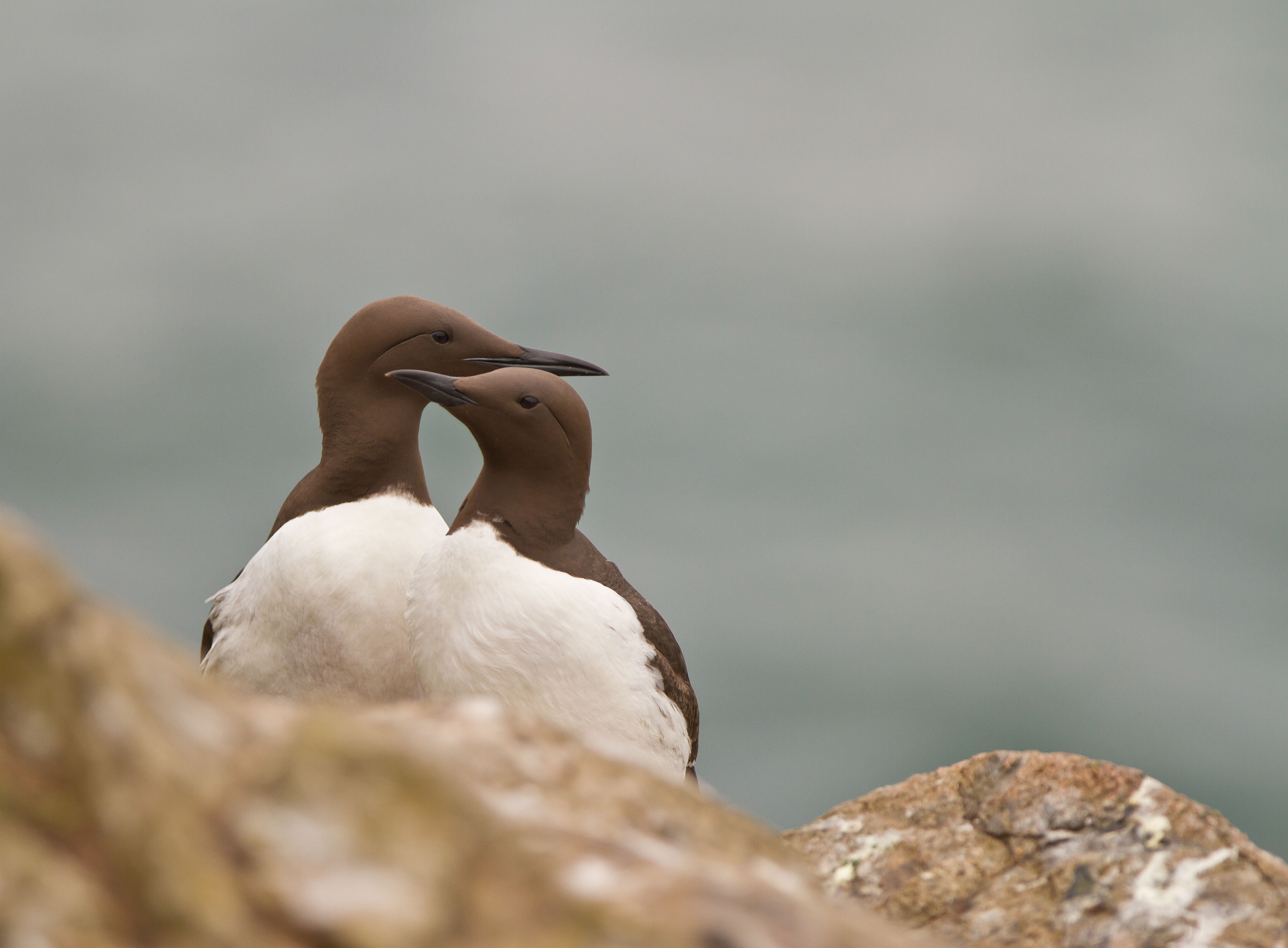Guillemots Guillemots