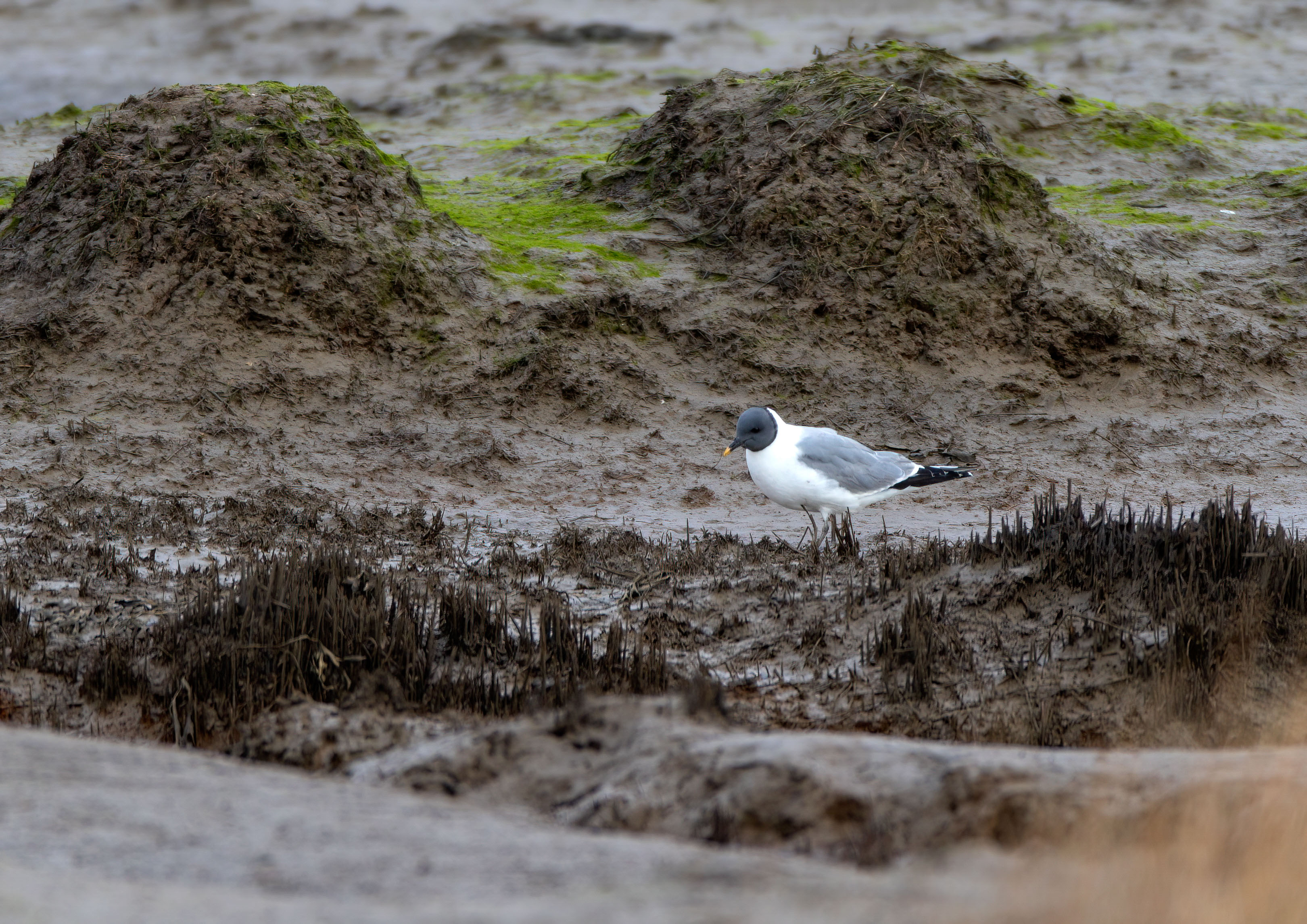 Gulls Gulls