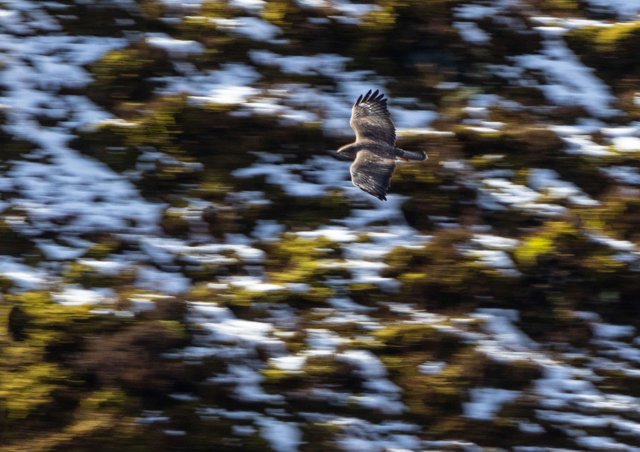 Harriers Harriers