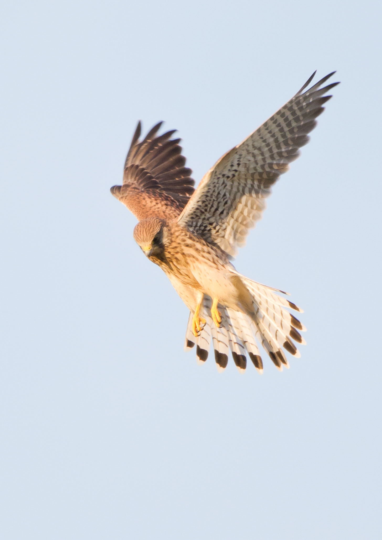 Kestrels Kestrels