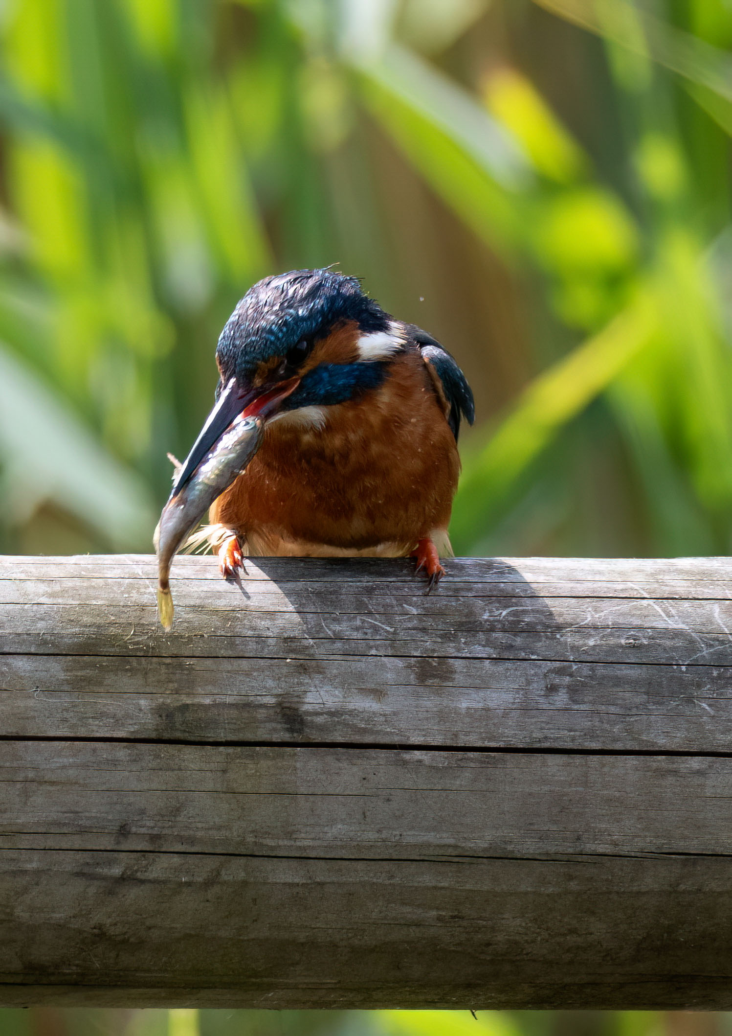 Kingfishers Kingfishers
