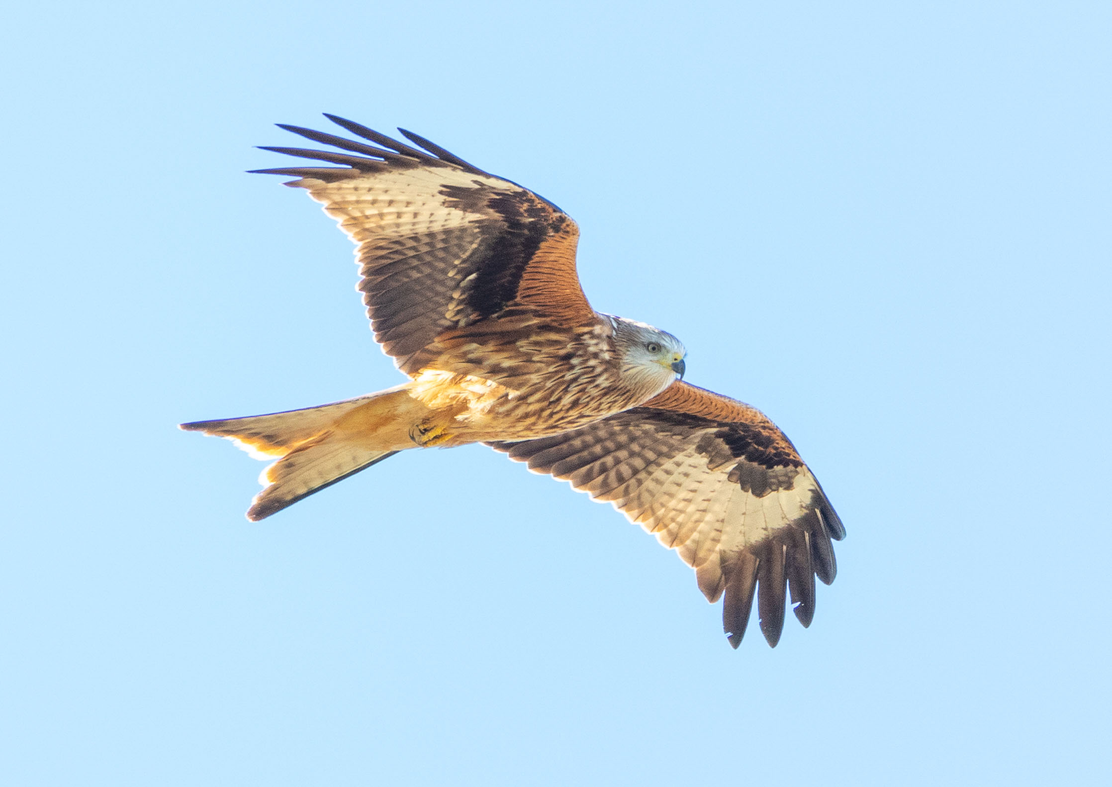 Kites Kites