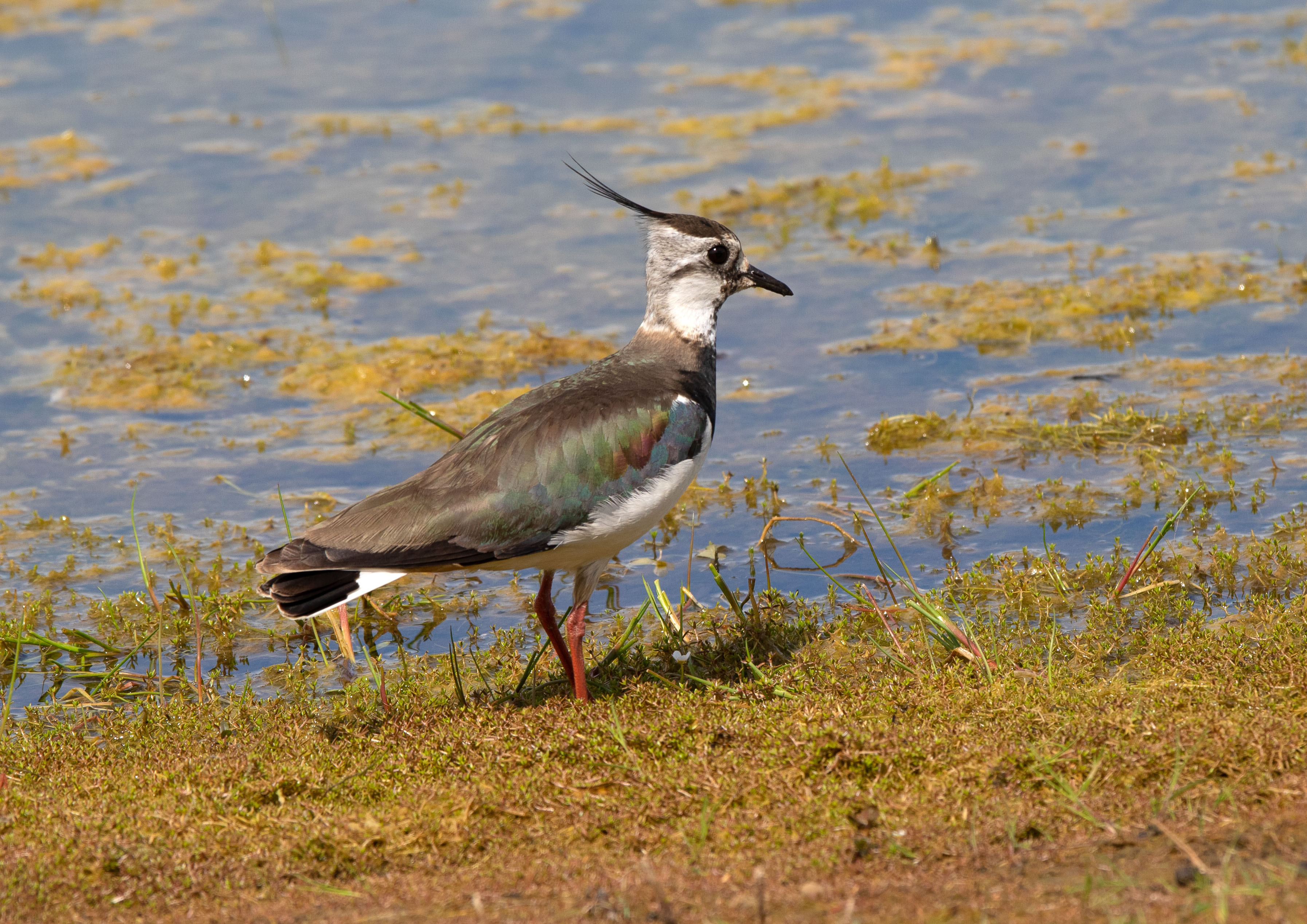 Lapwing