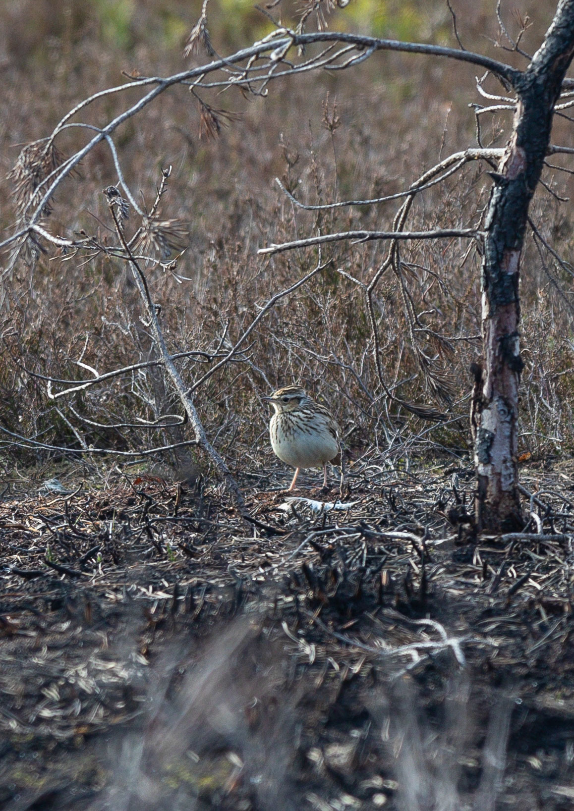 Larks Larks