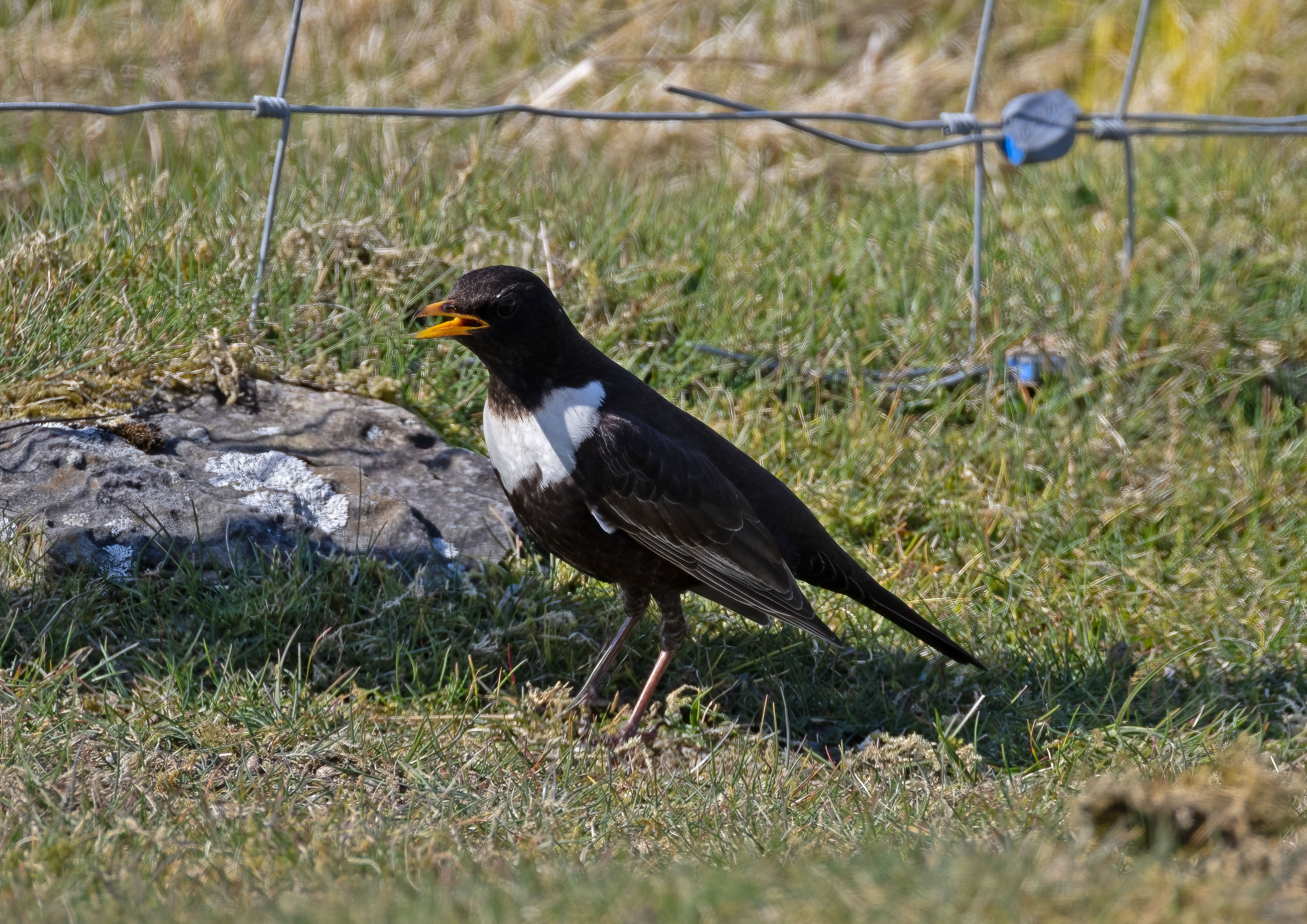 _D1A9728m1.jpg