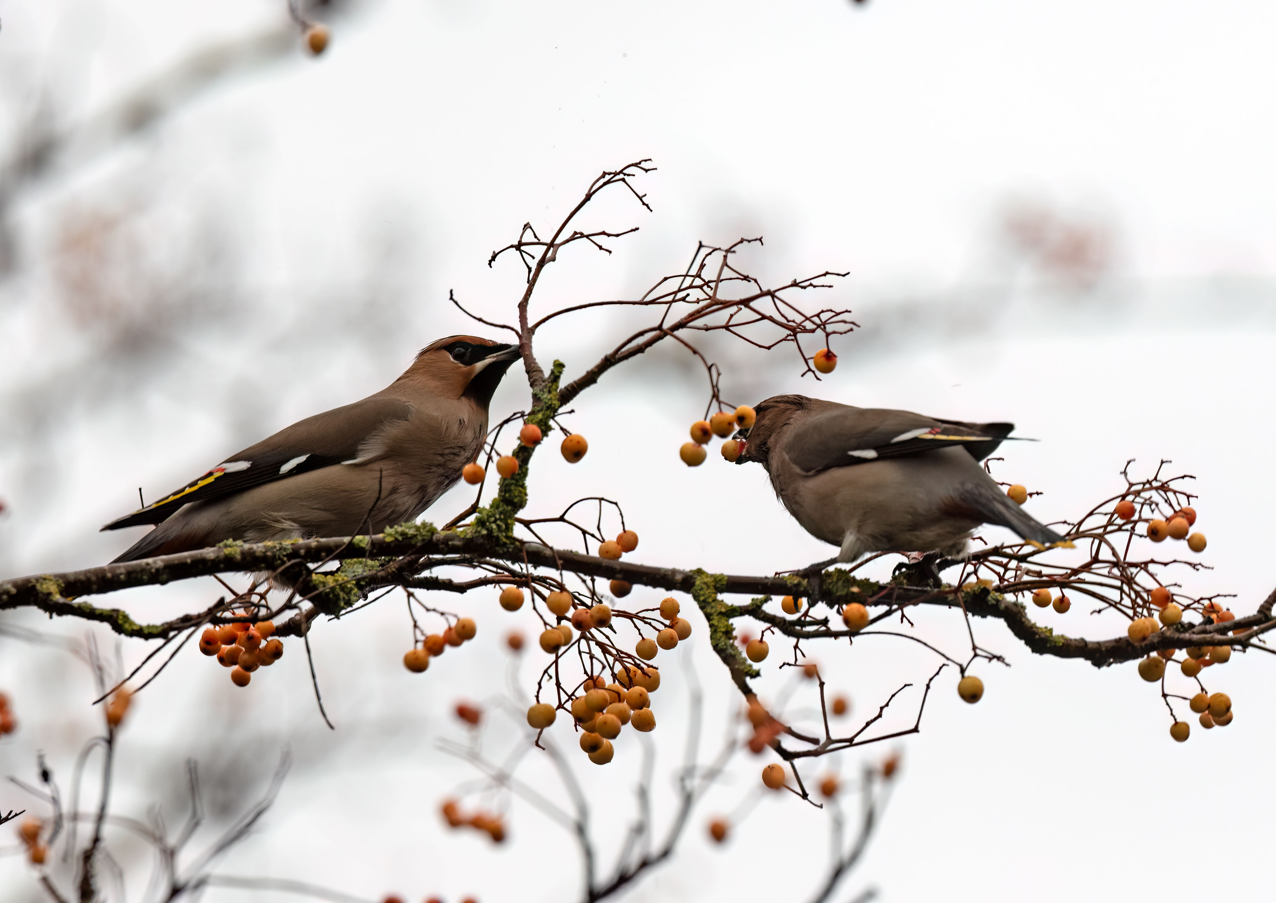 Other birds Other birds