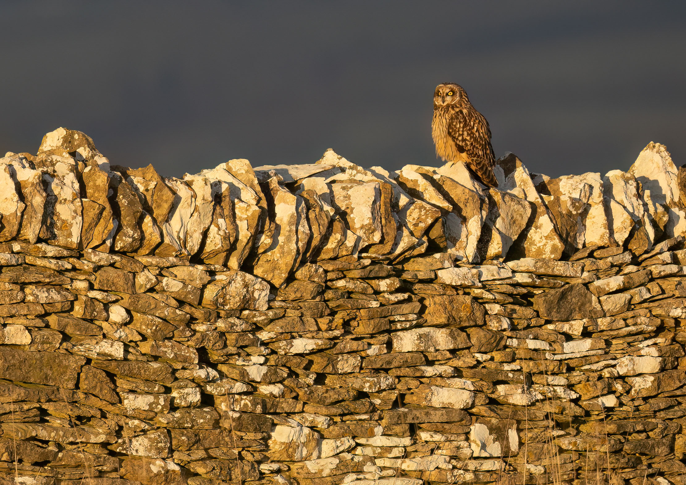 Owls Owls