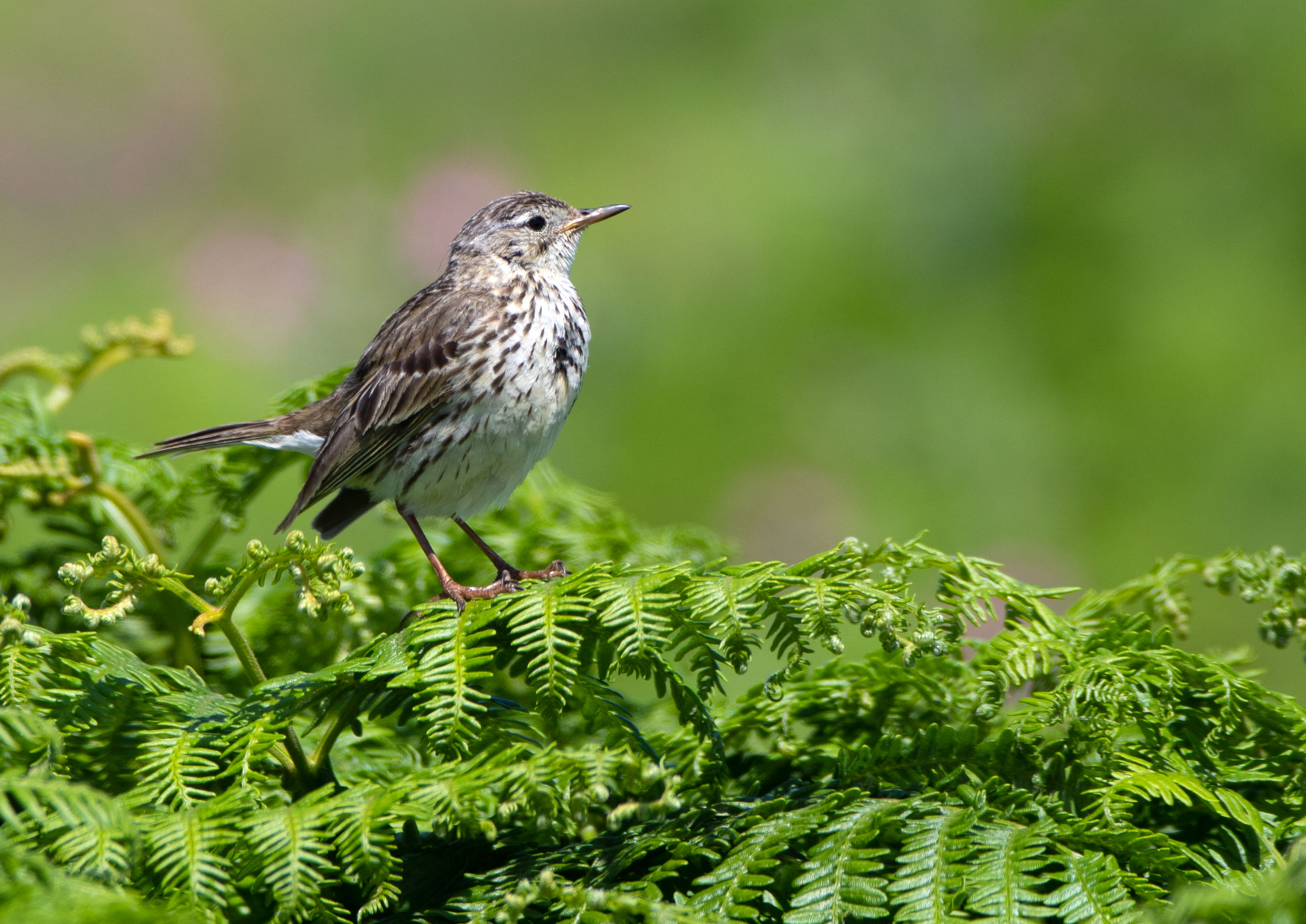Pipits Pipits