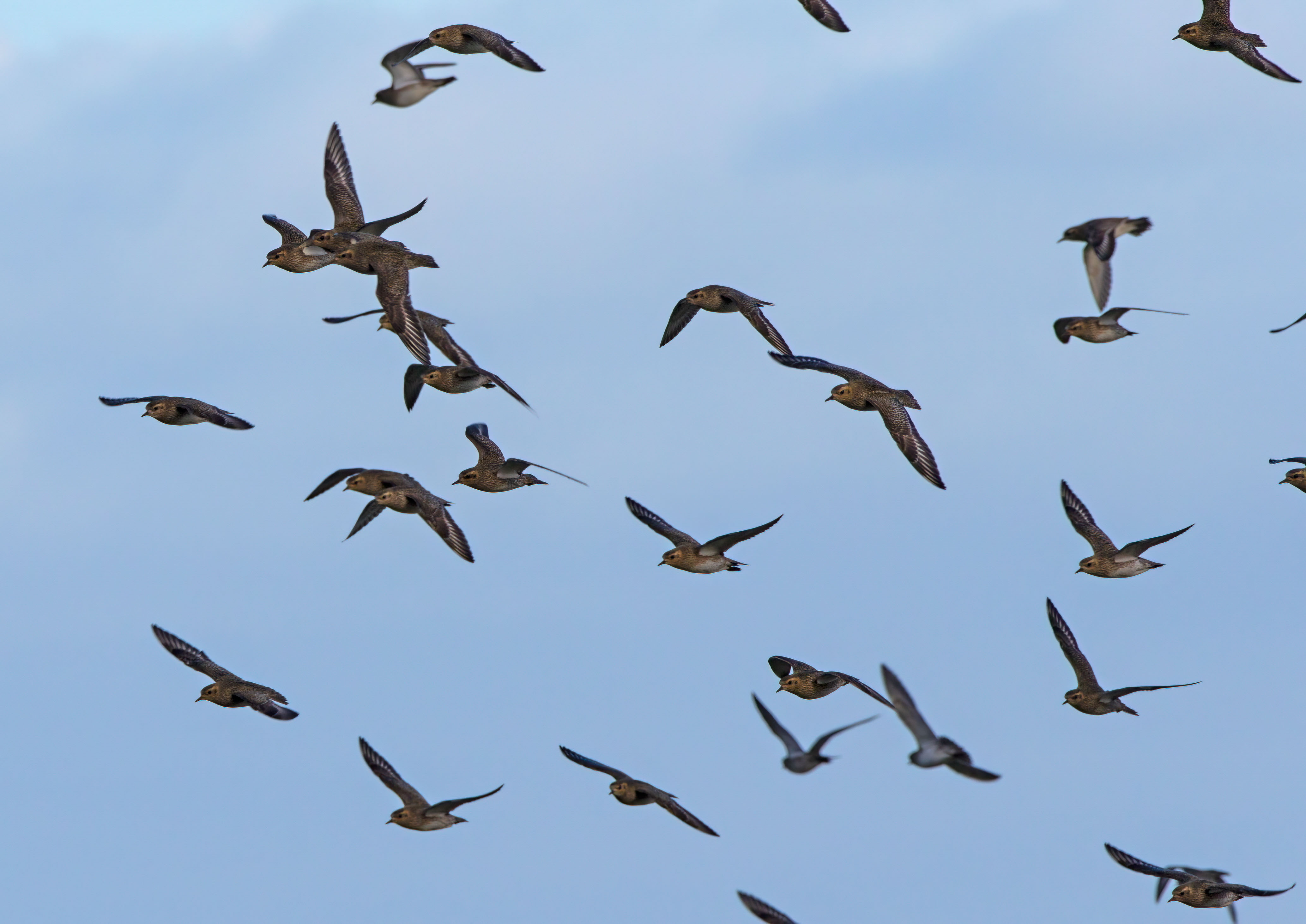 Plover Plover