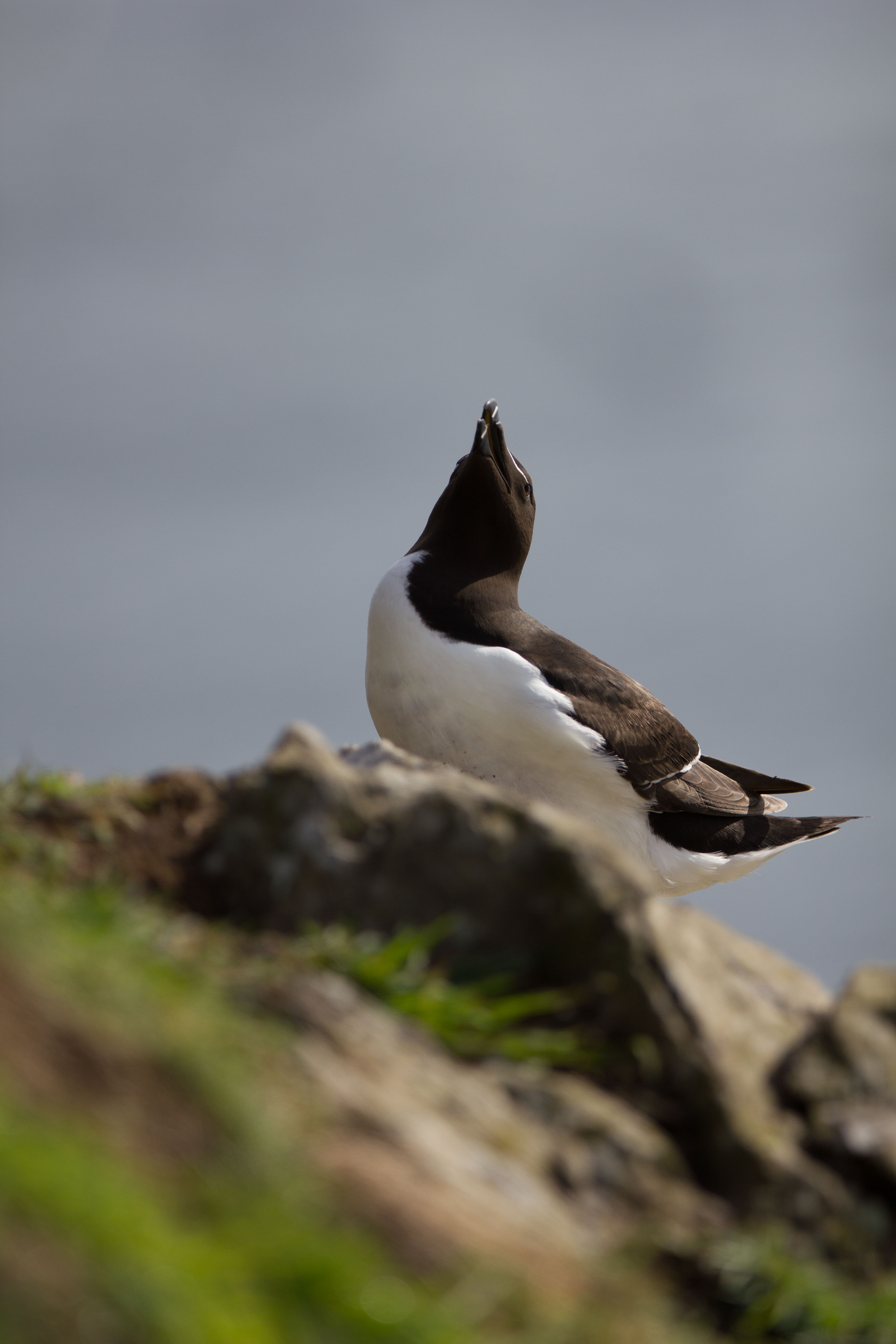 Razorbills Razorbills