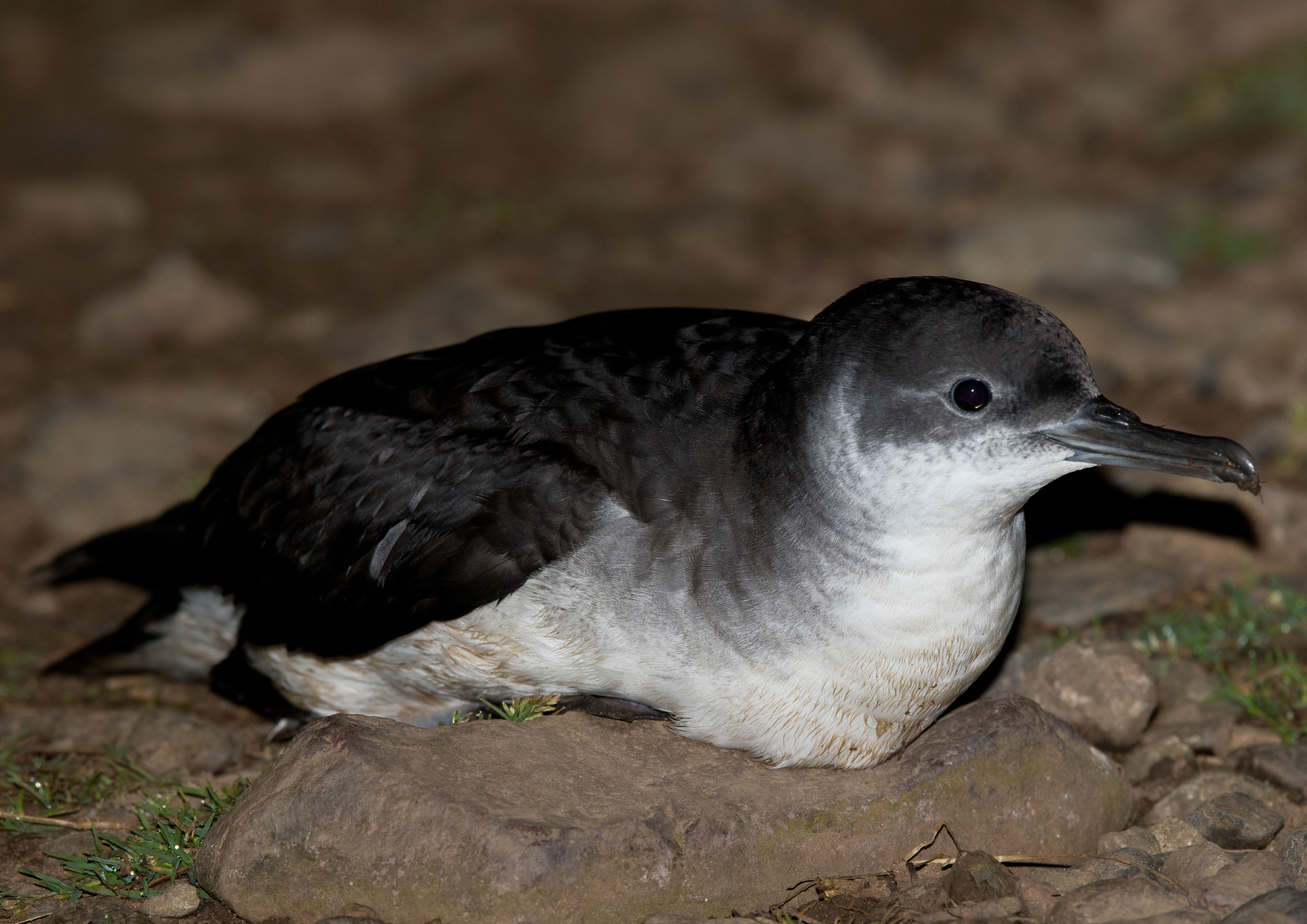 Shearwater Shearwater