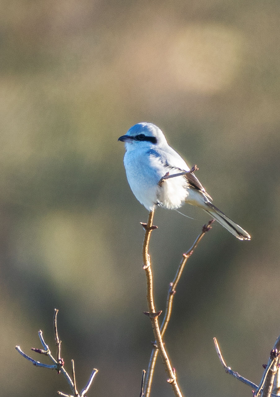 Shrikes Shrikes