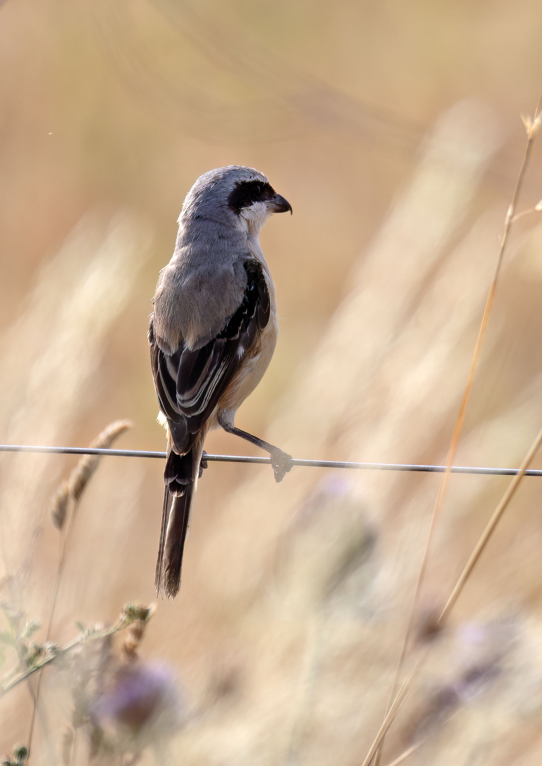 Shrikes