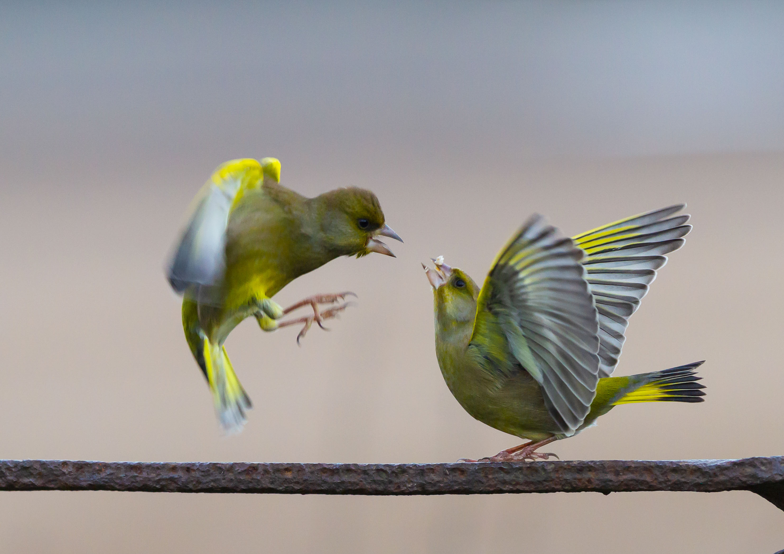 Sparrows and finches