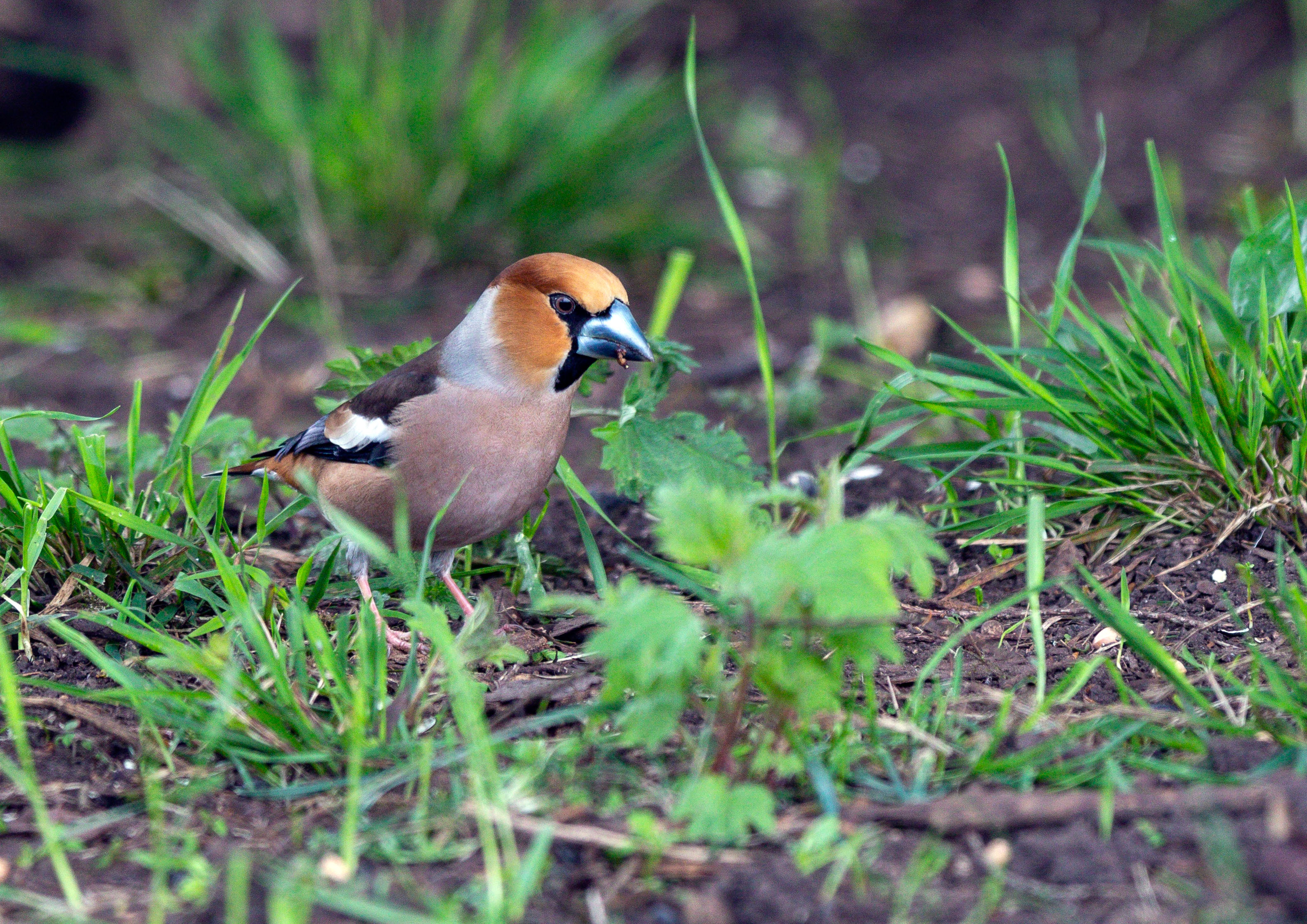 Sparrows and finches Sparrows and finches