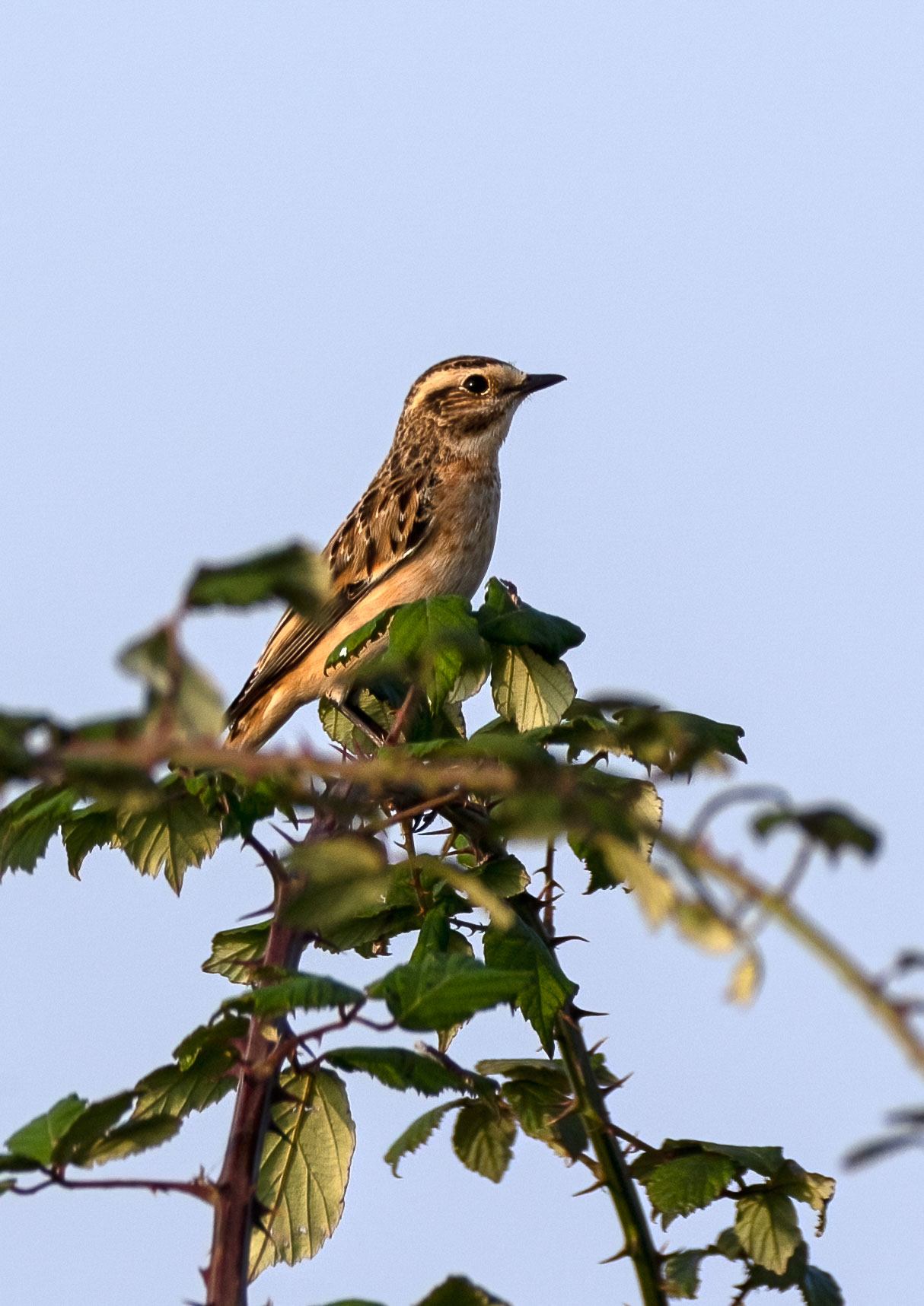 Stonechat and whinchat Stonechat and whinchat