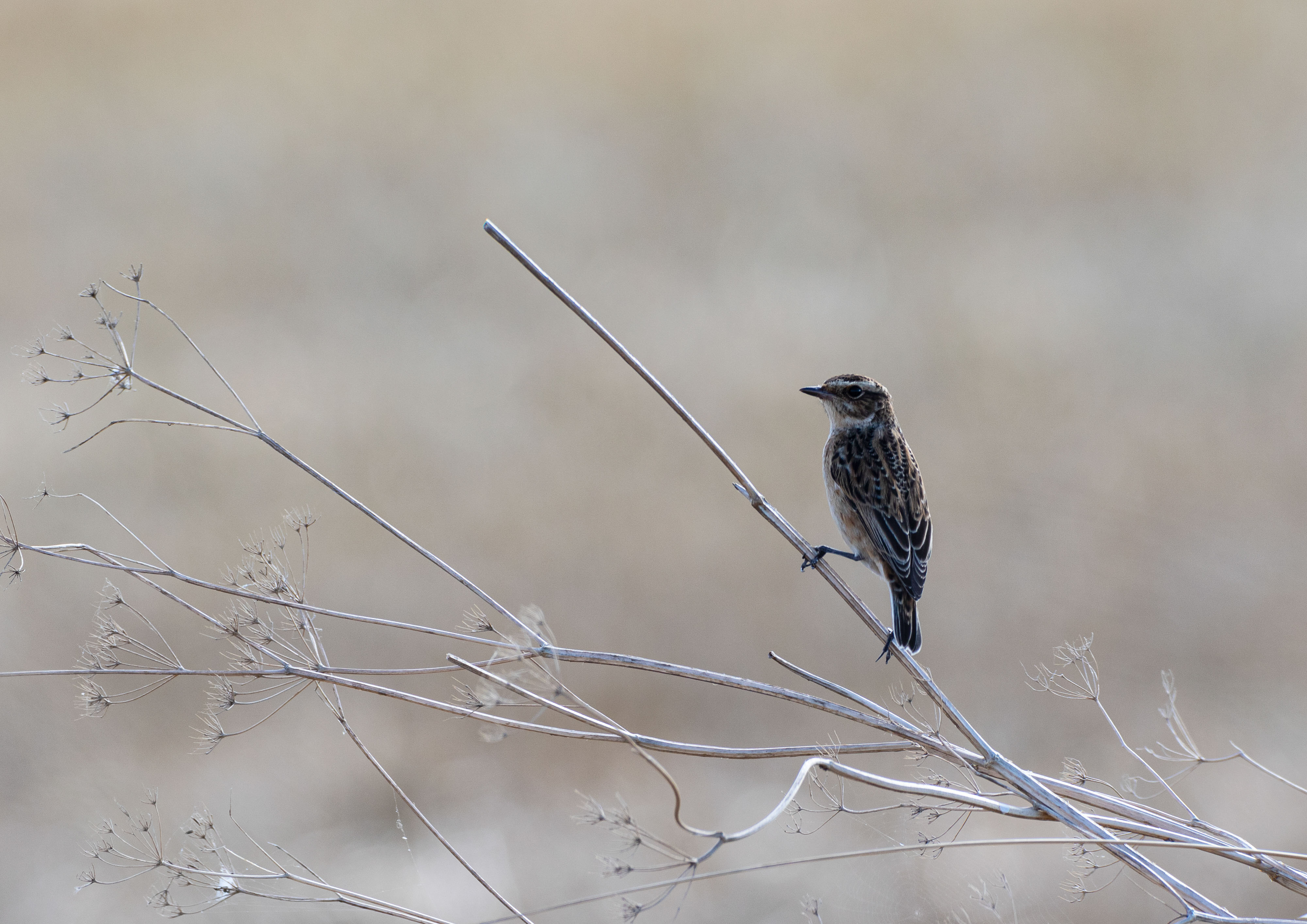 Stonechat and whinchat