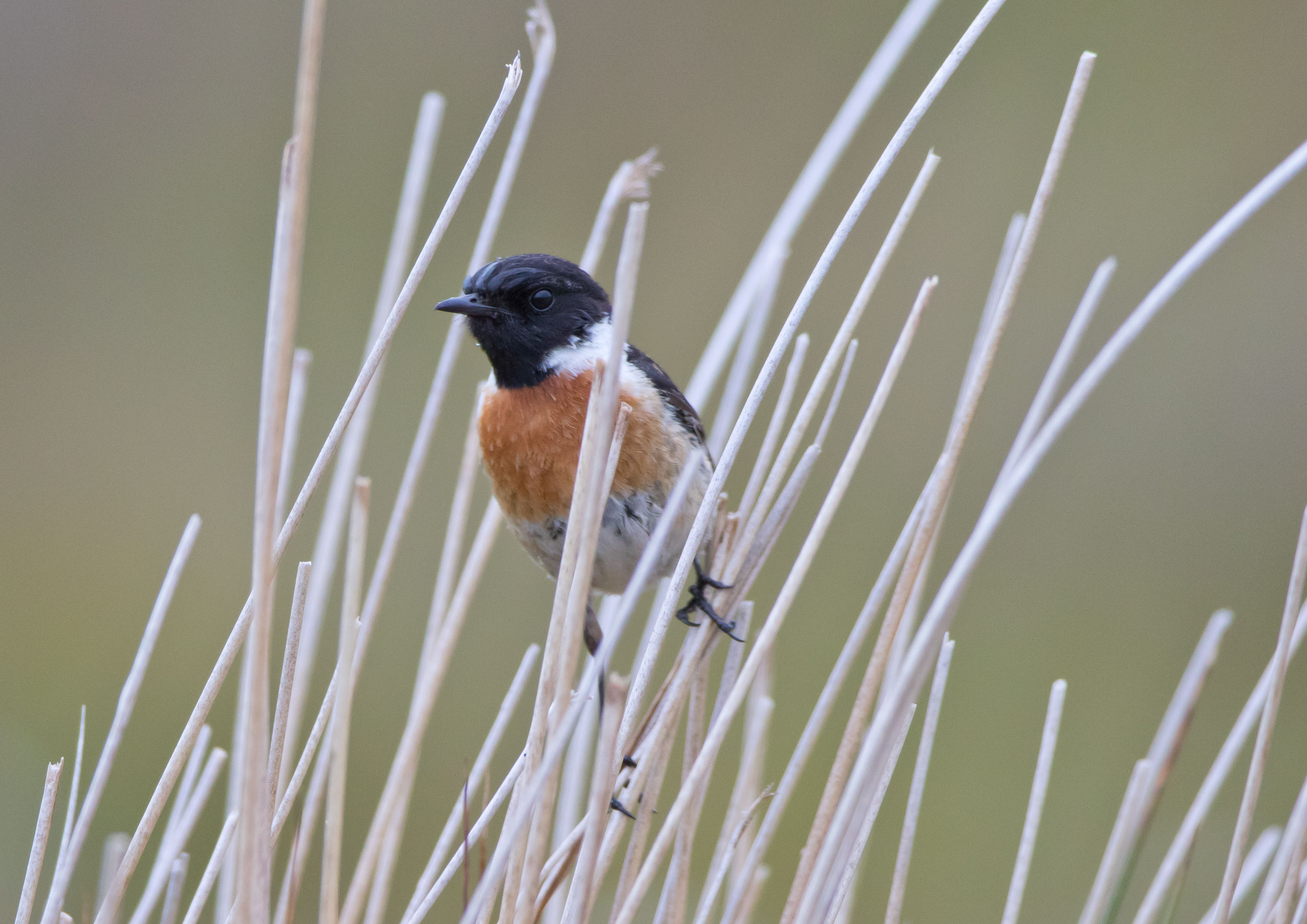 Stonechat and whinchat