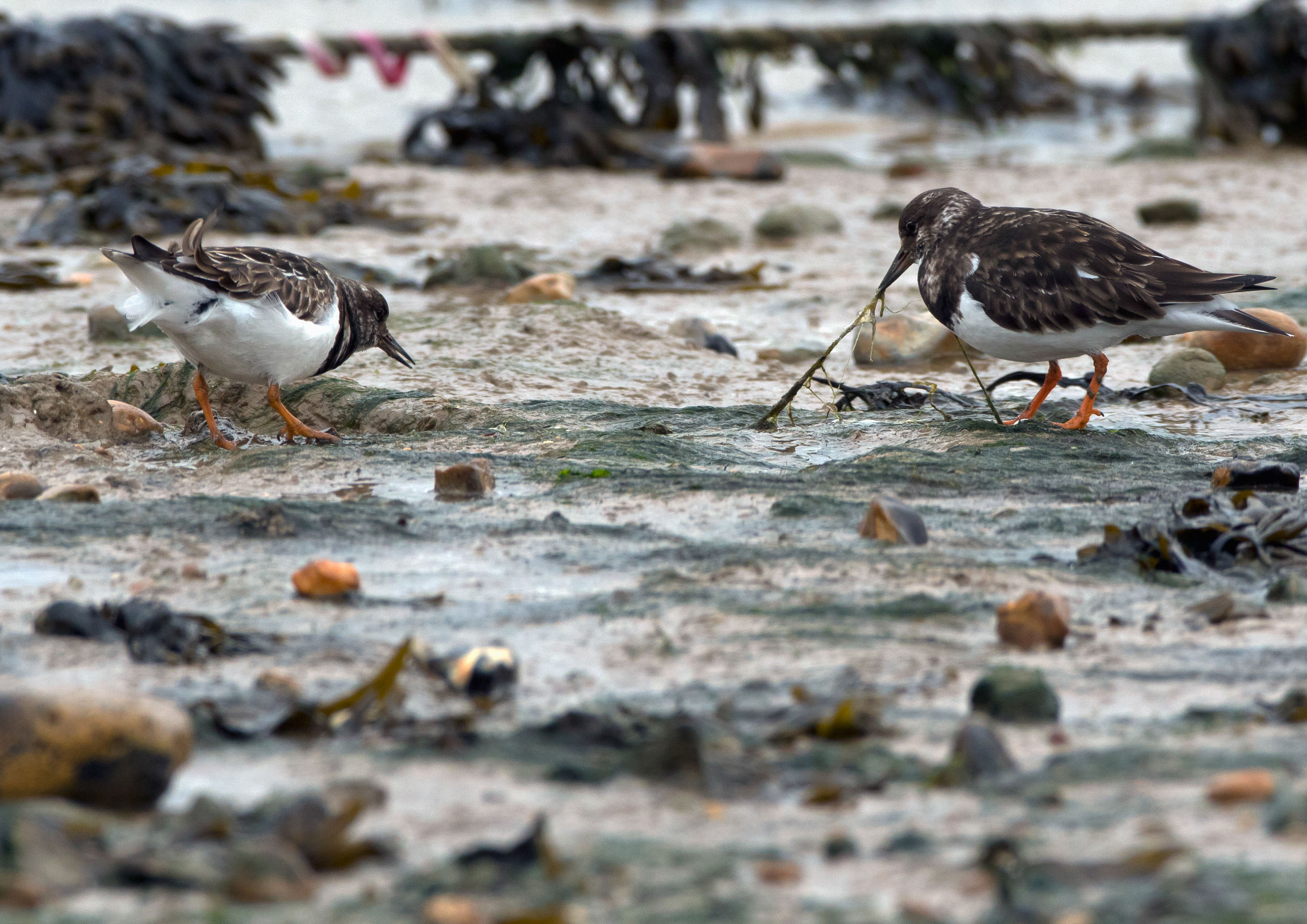 Waders Waders