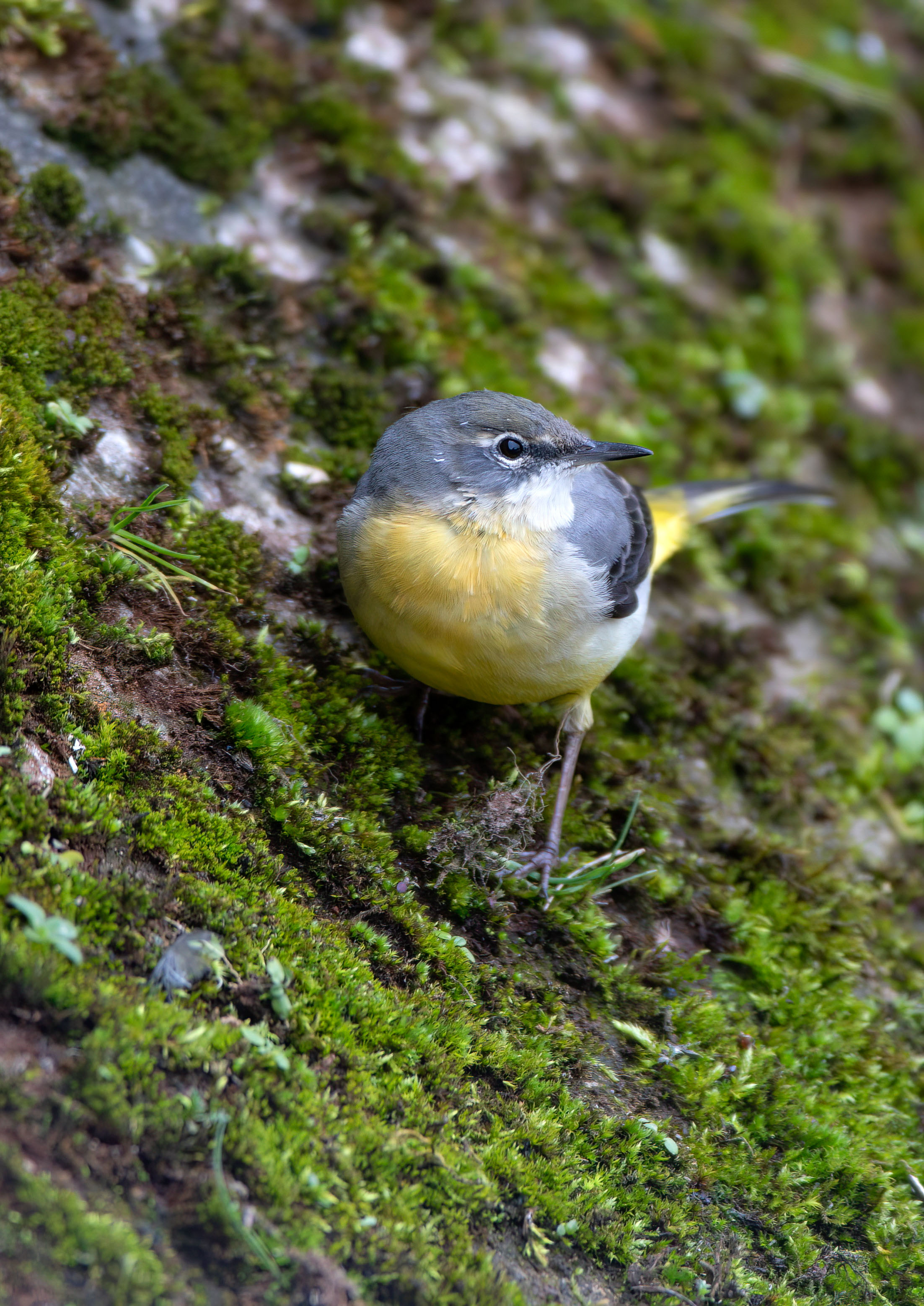 Wagtails Wagtails