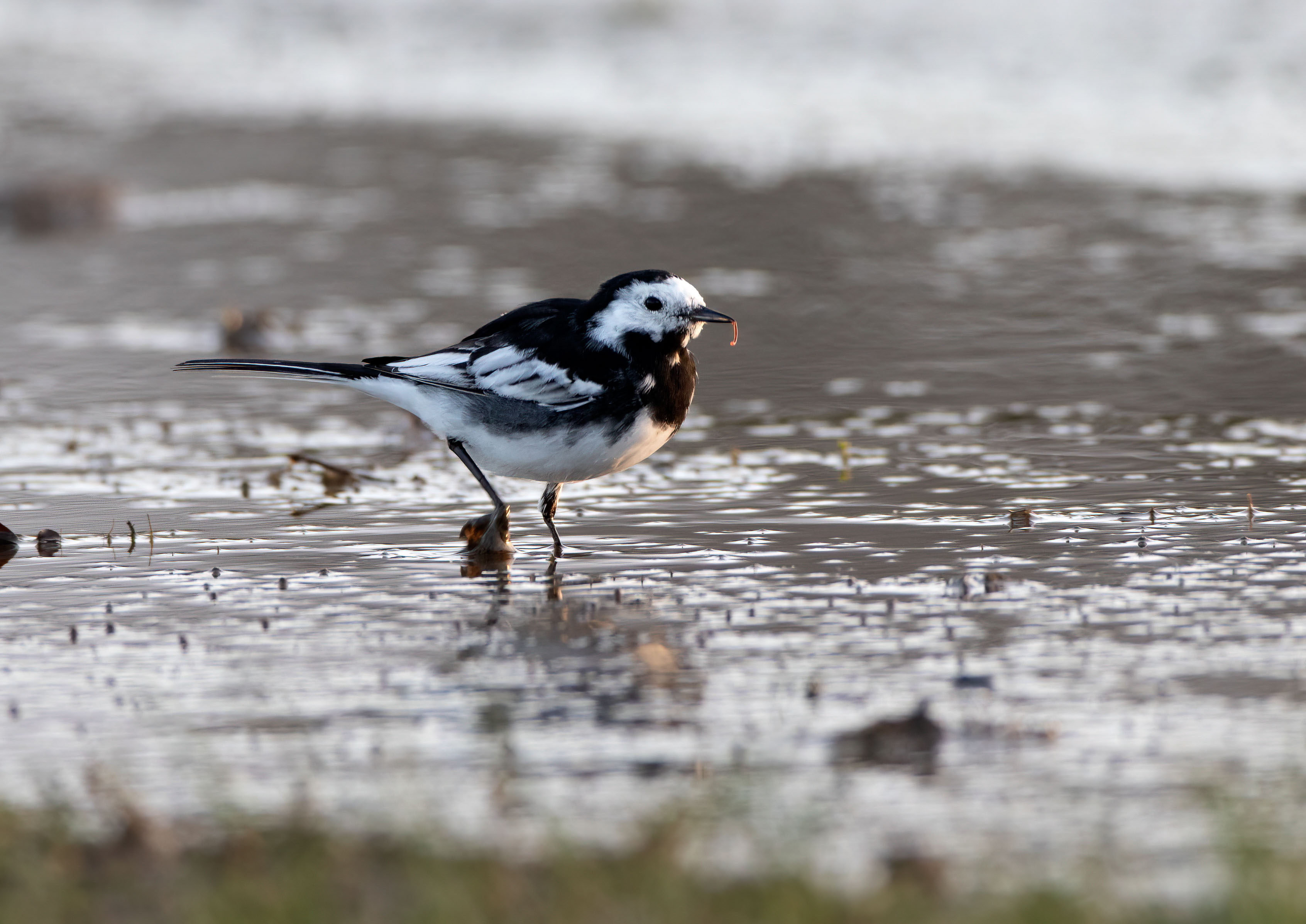 Wagtails