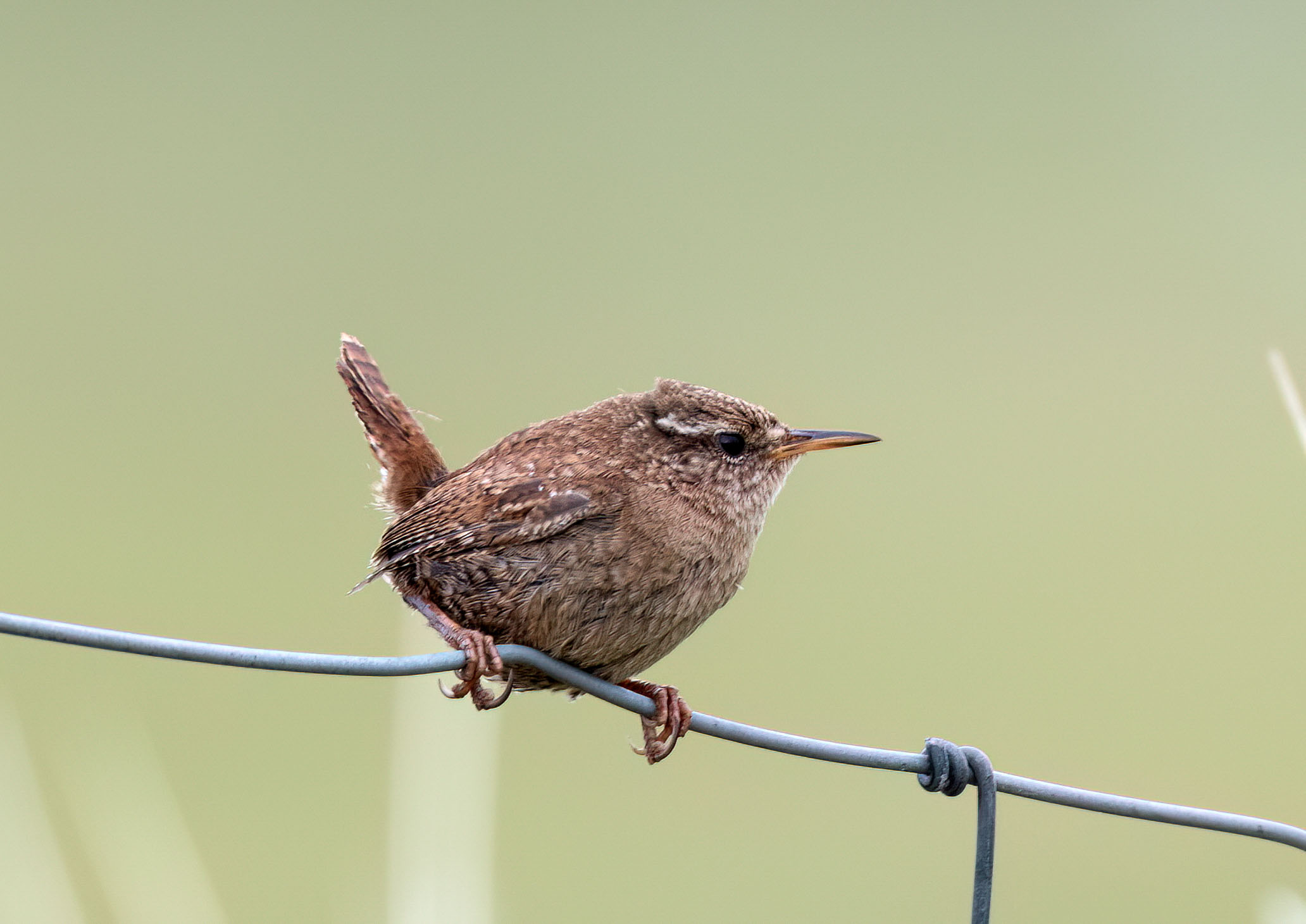 Wrens Wrens