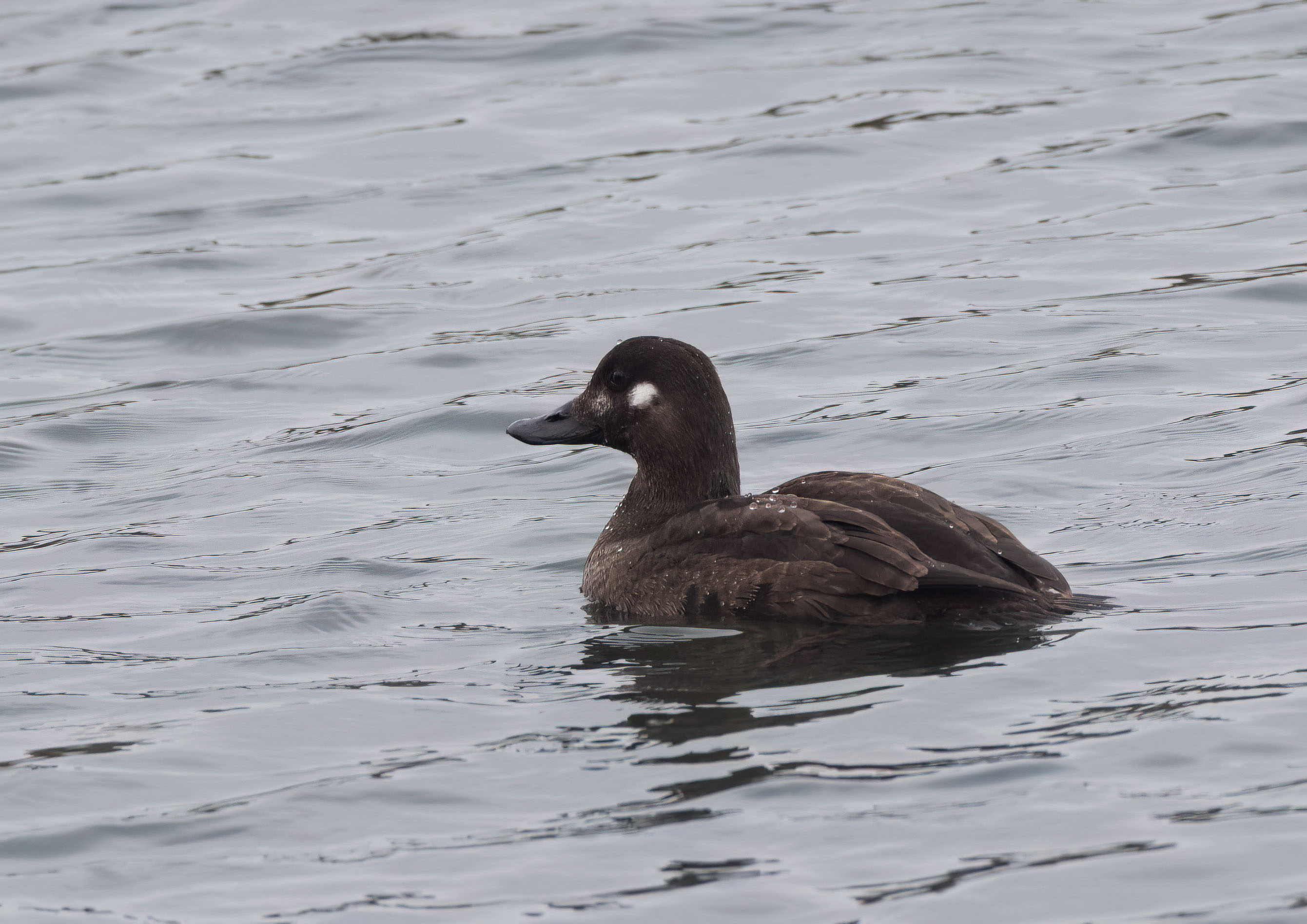 Ducks Ducks
