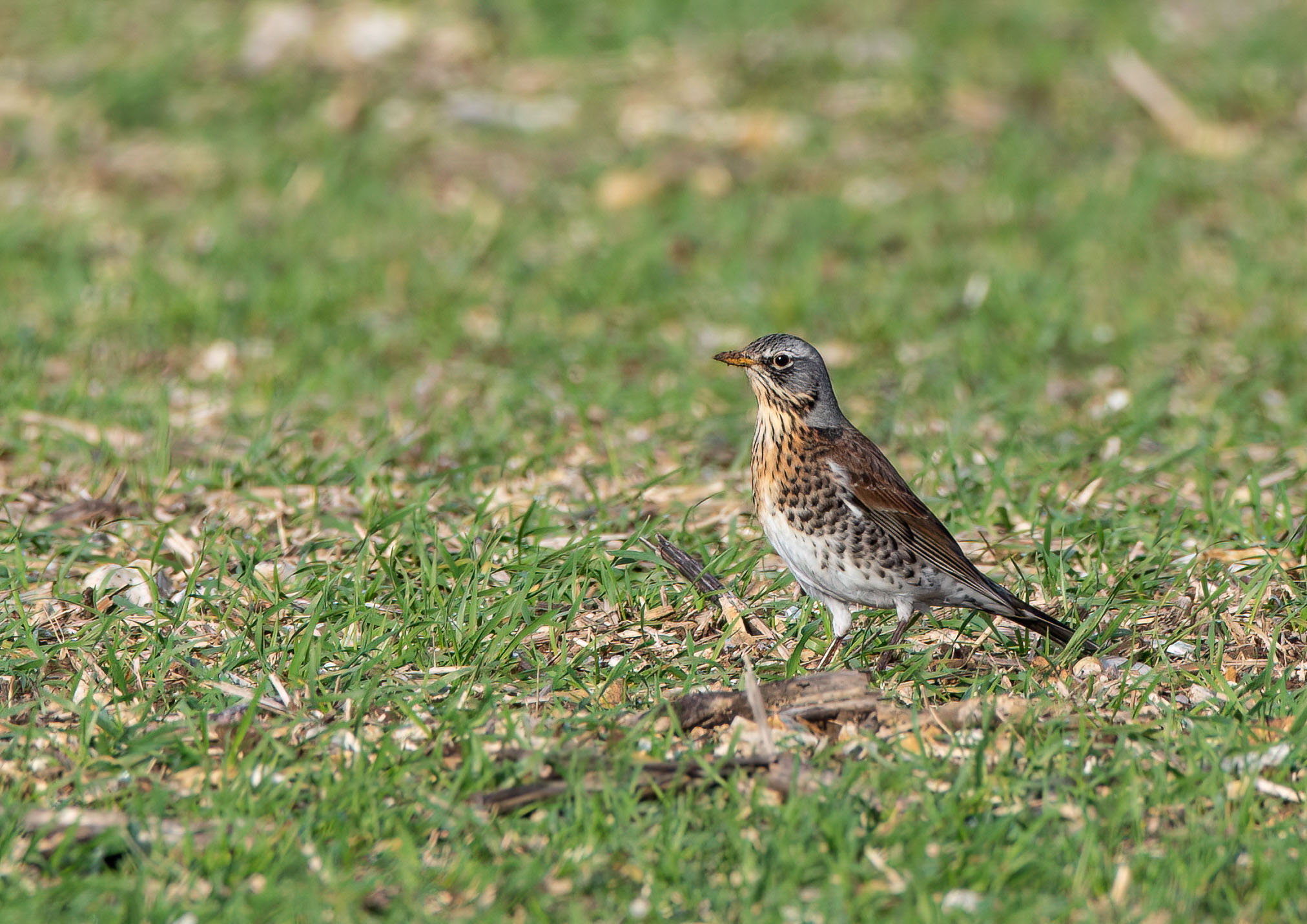 fieldfare fieldfare