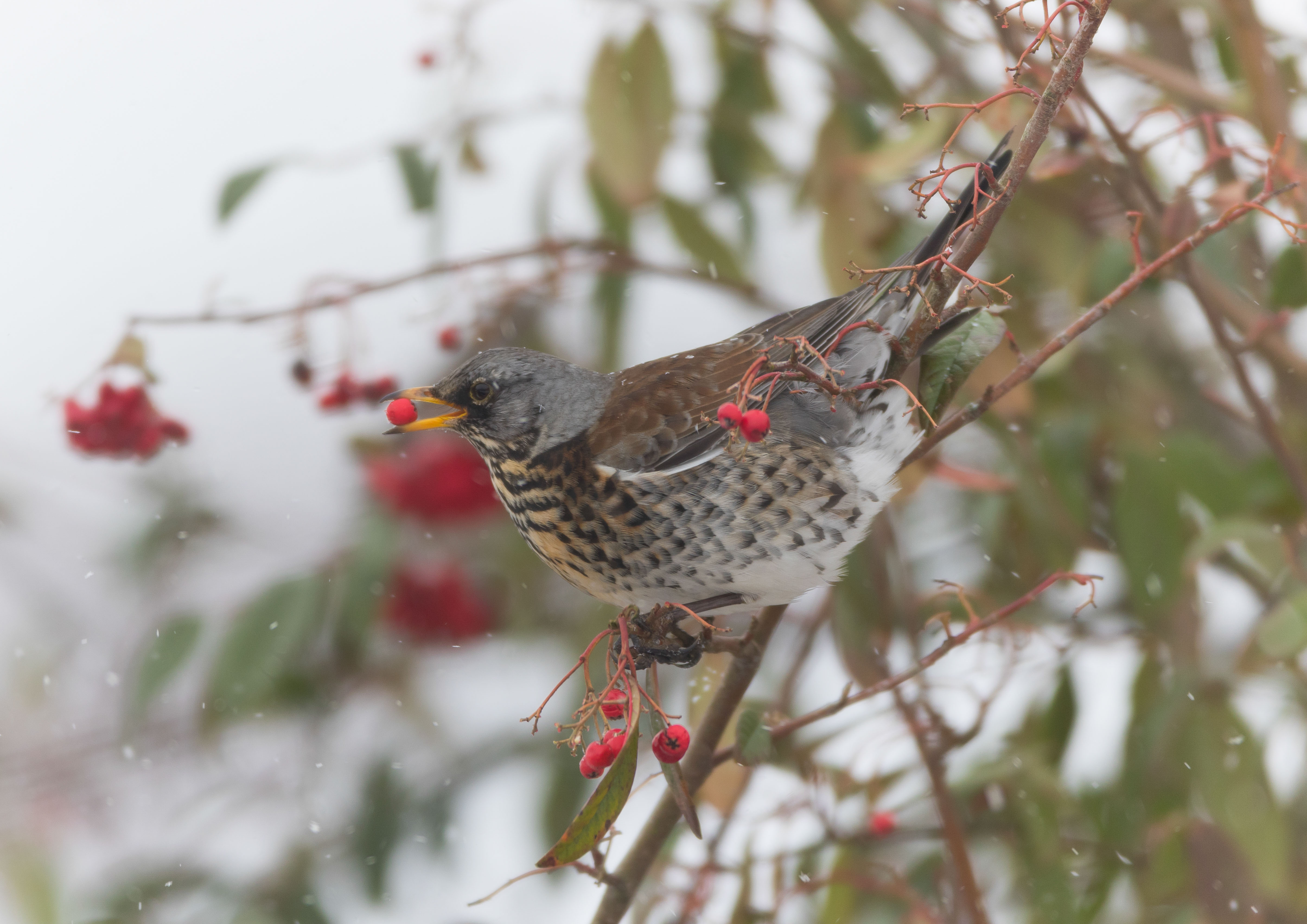 fieldfare