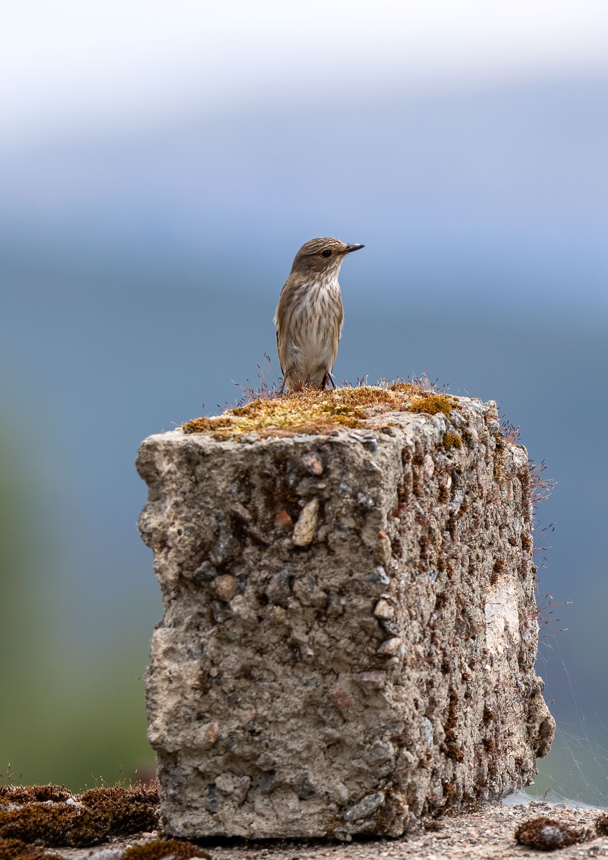 flycatcher flycatcher