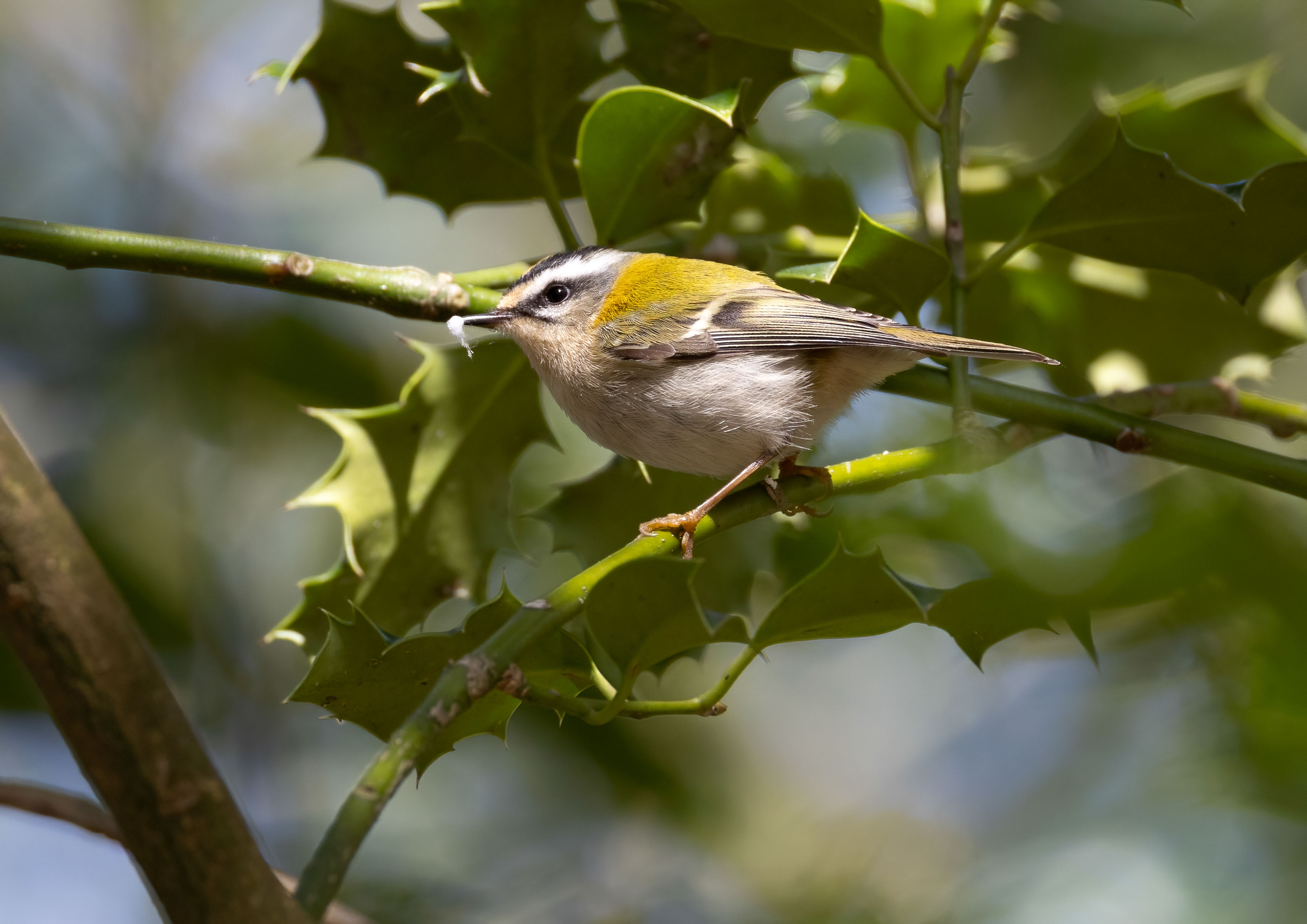goldcrest goldcrest