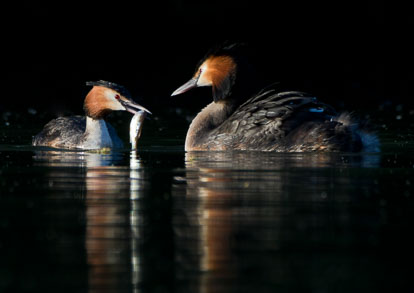 grebes grebes