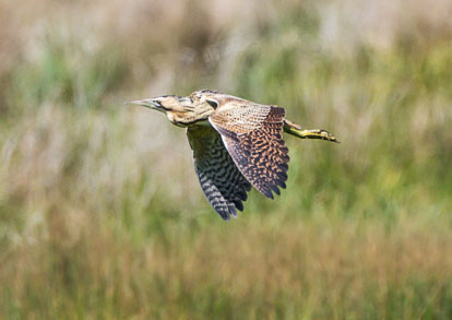 heron heron