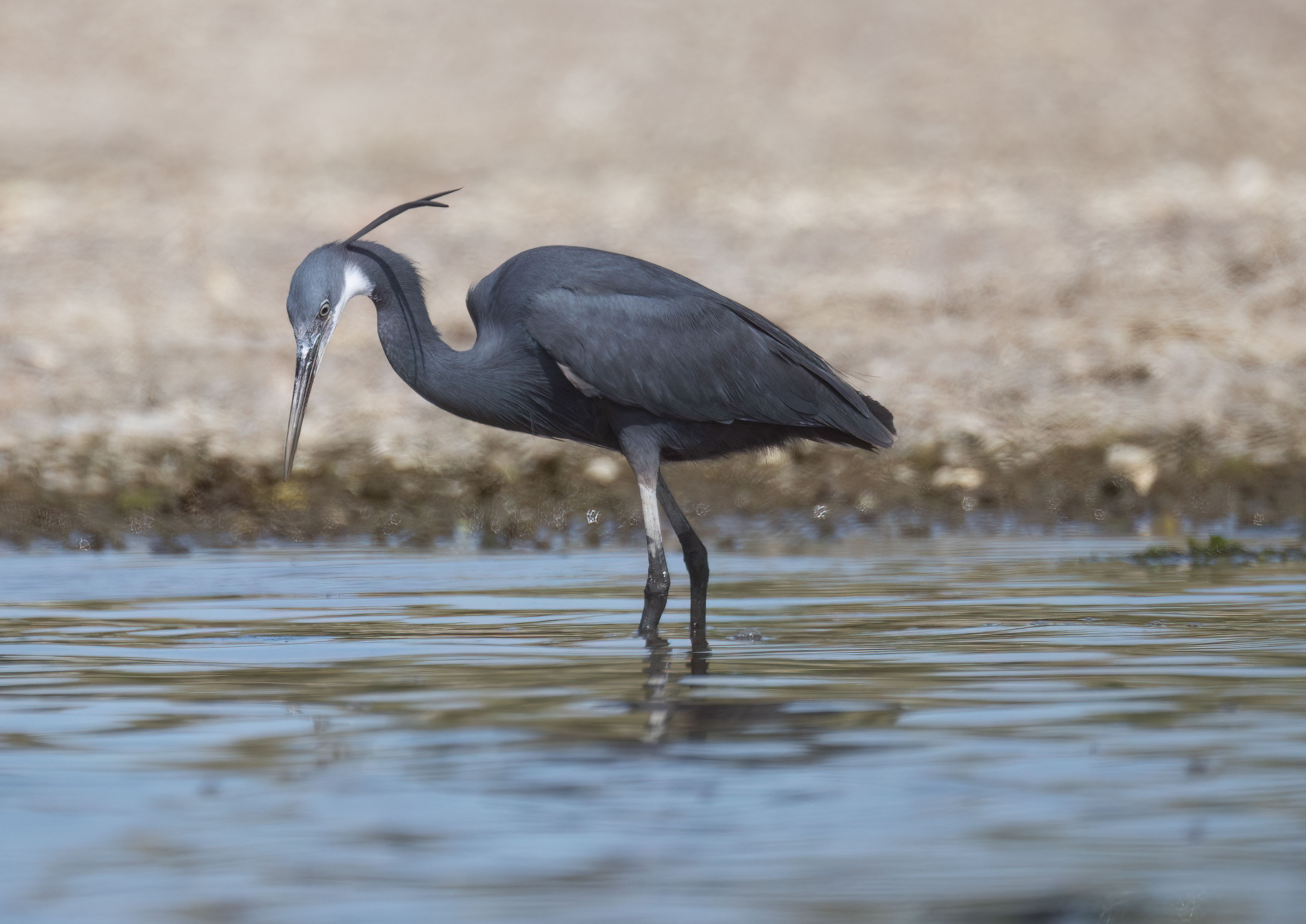 heron