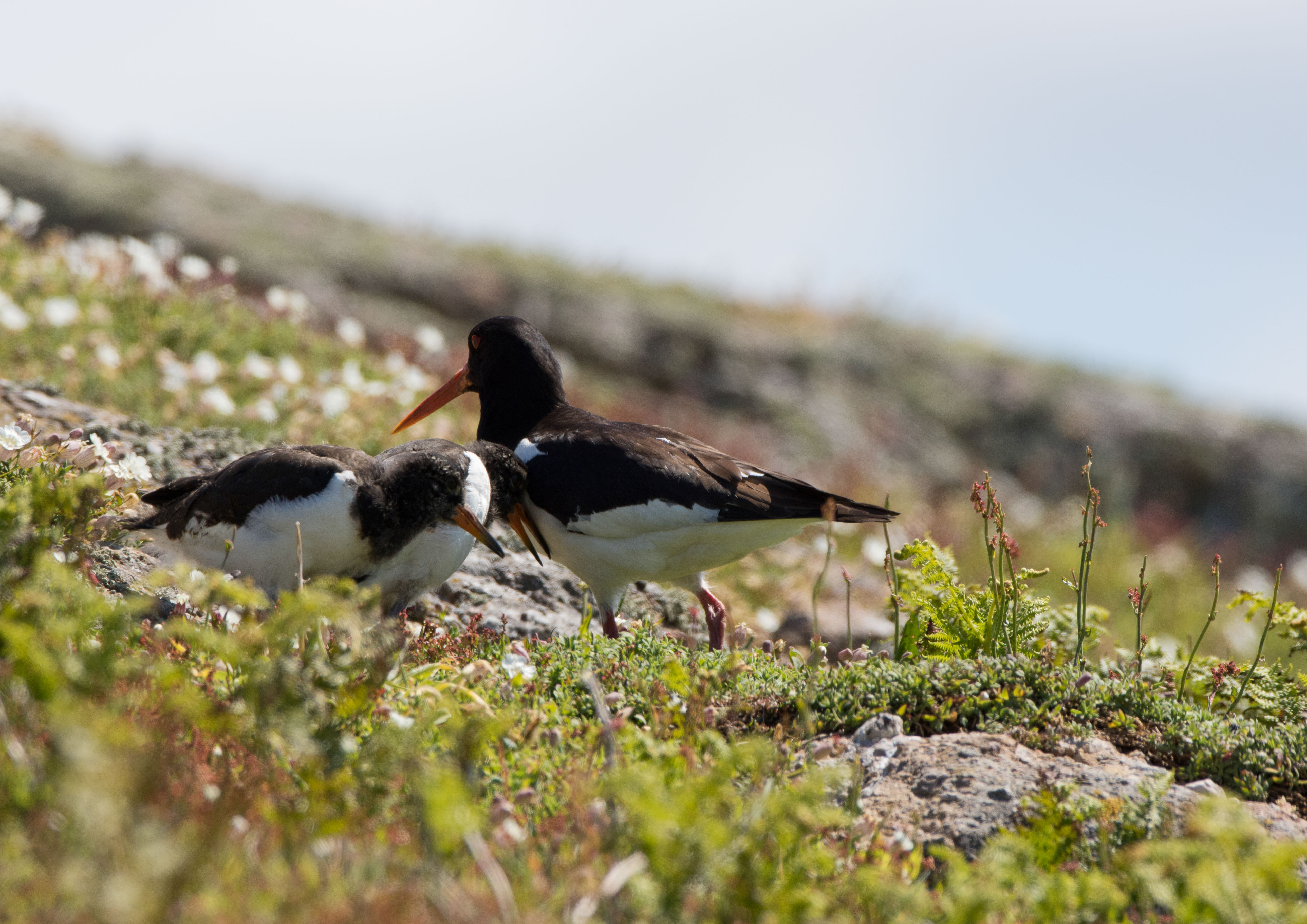 oystercatchers oystercatchers