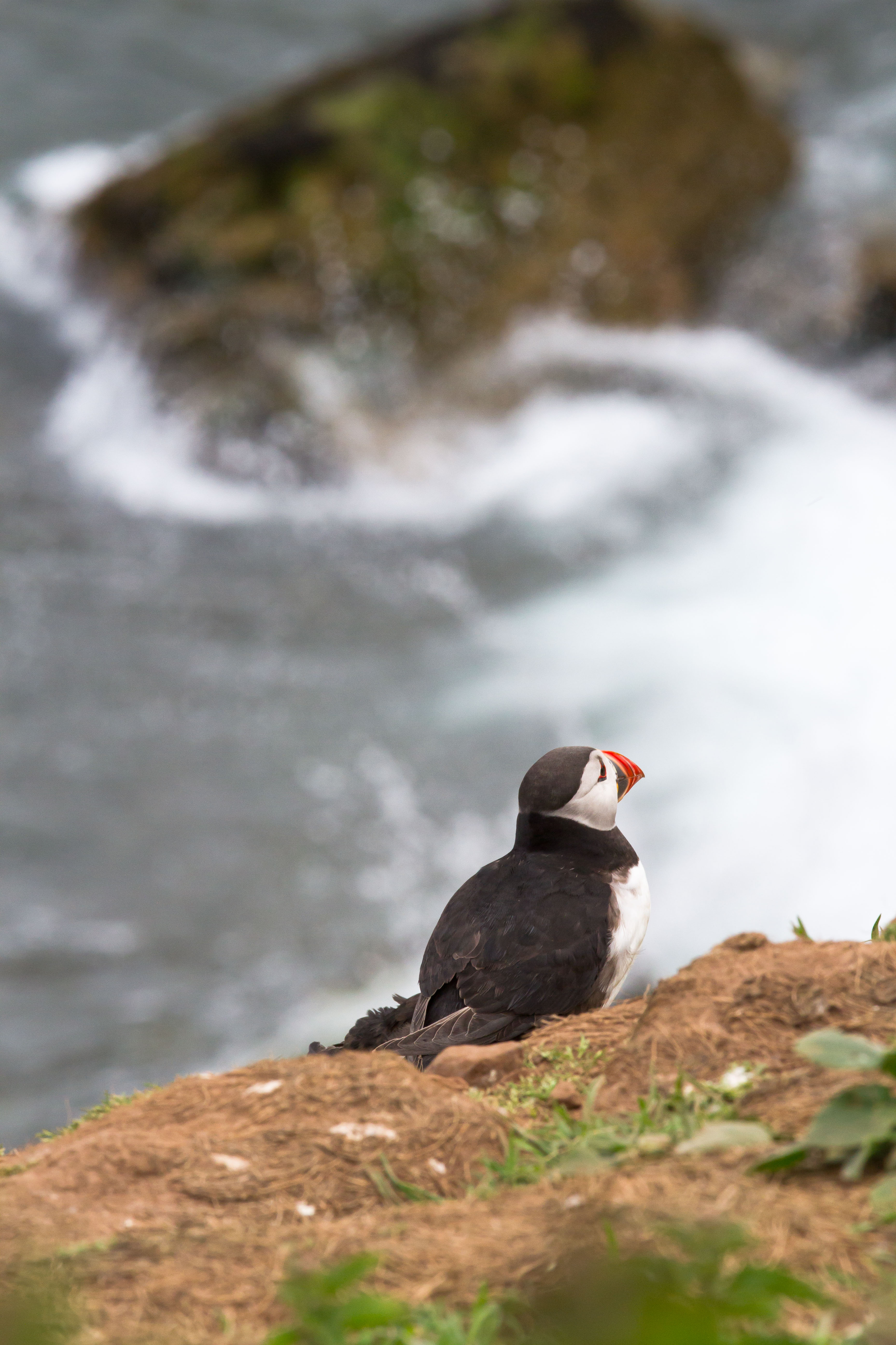 puffins puffins