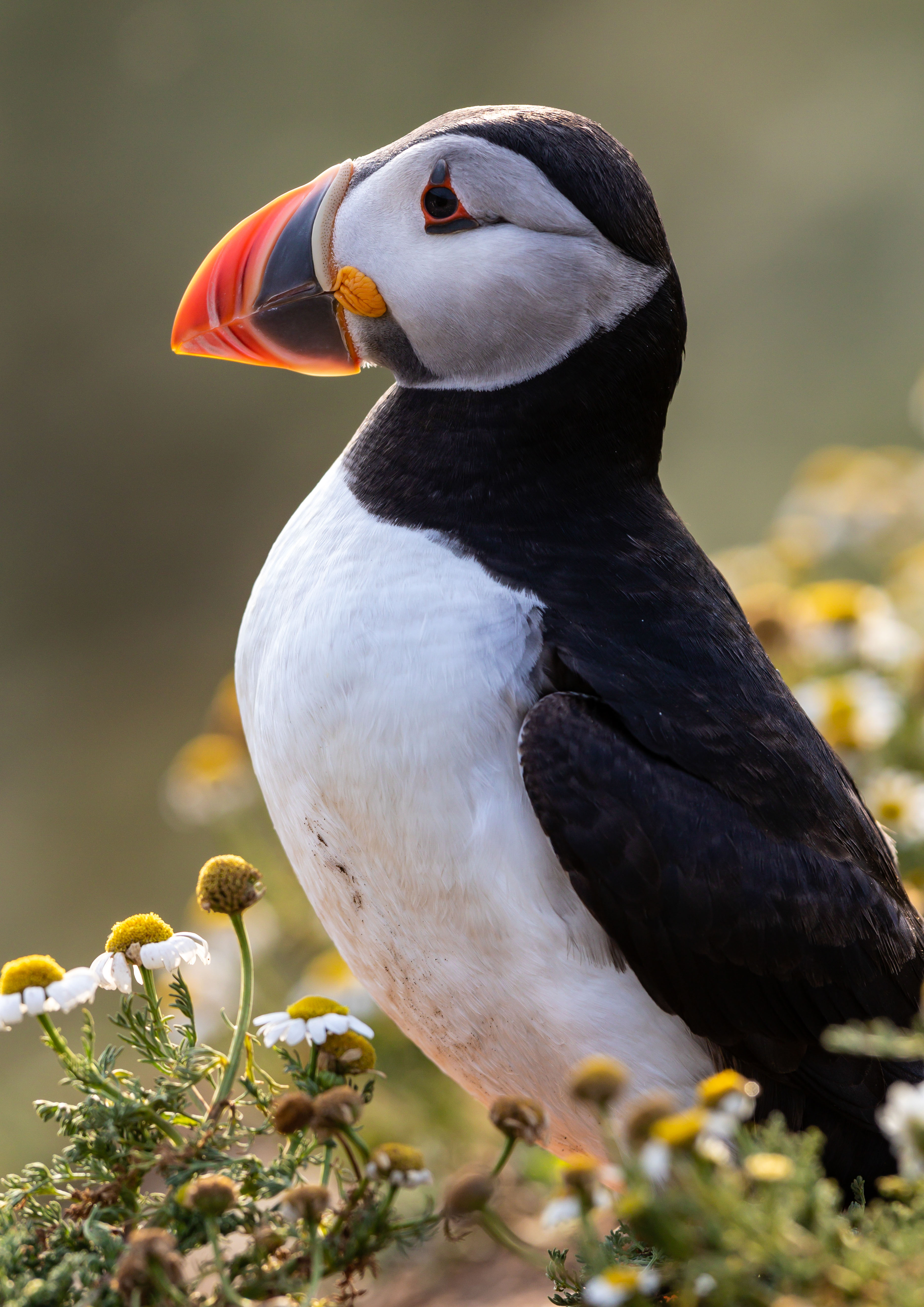 puffins