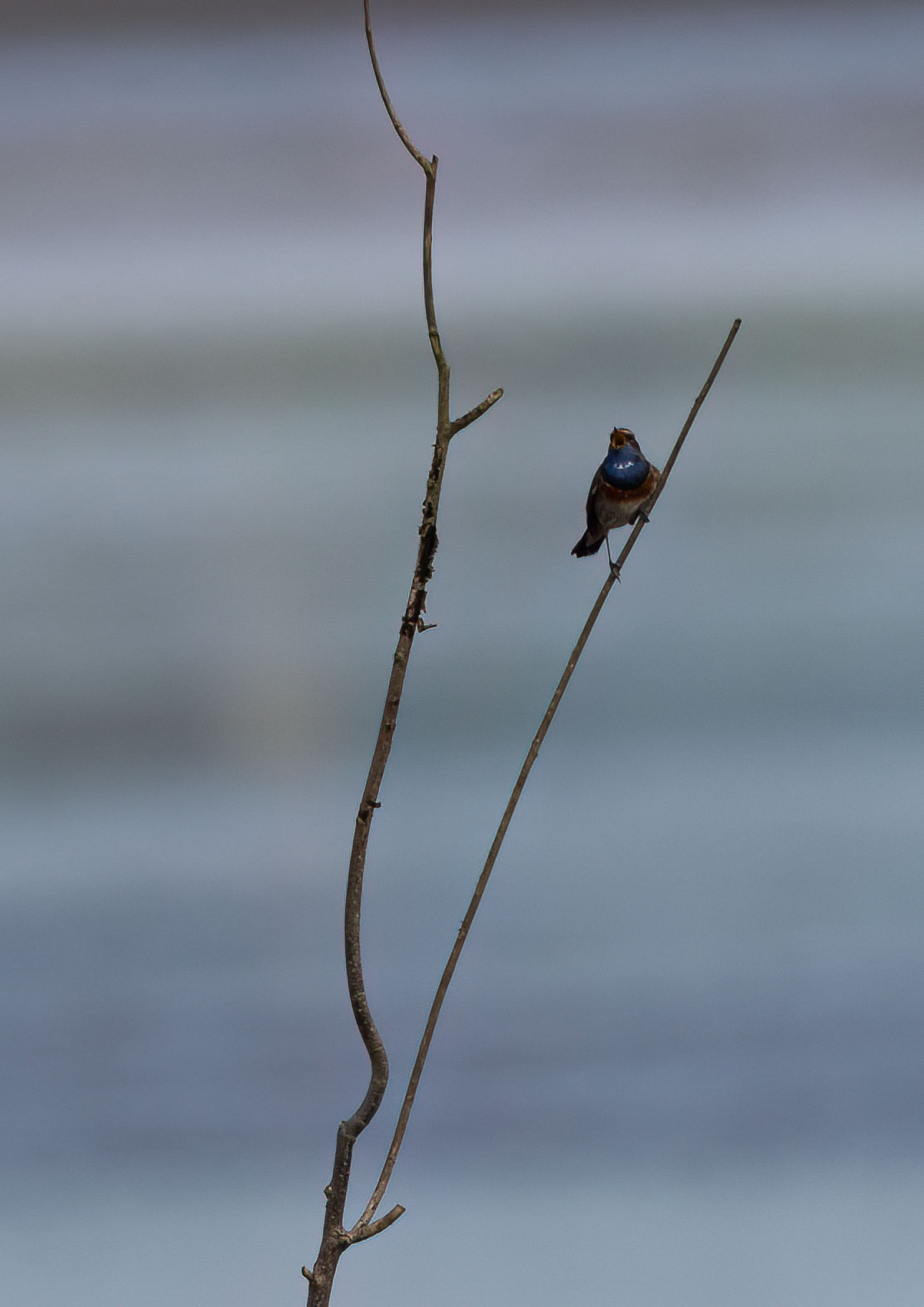 small birds