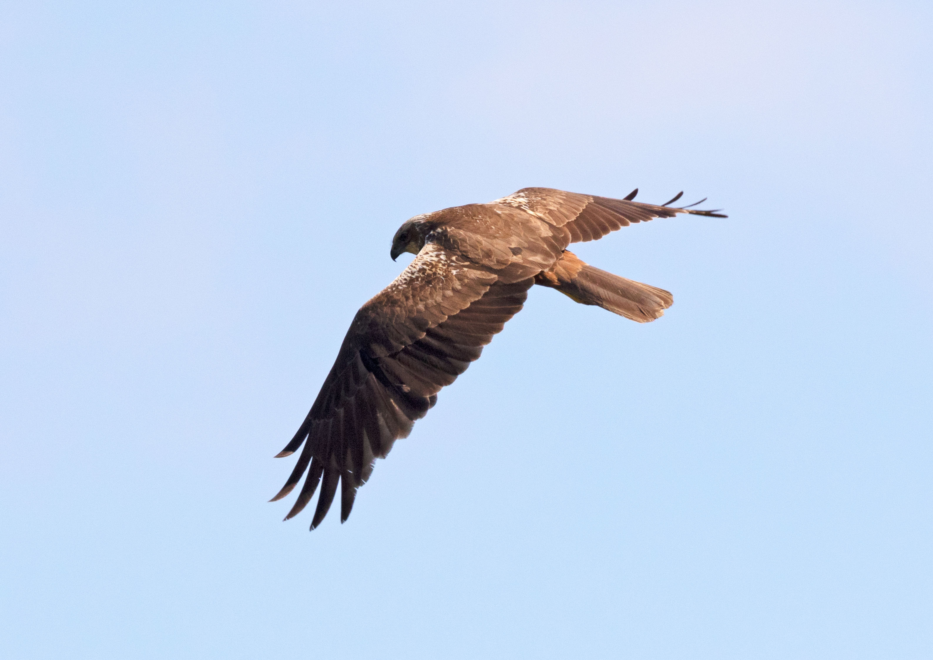 swifts martins and swallows