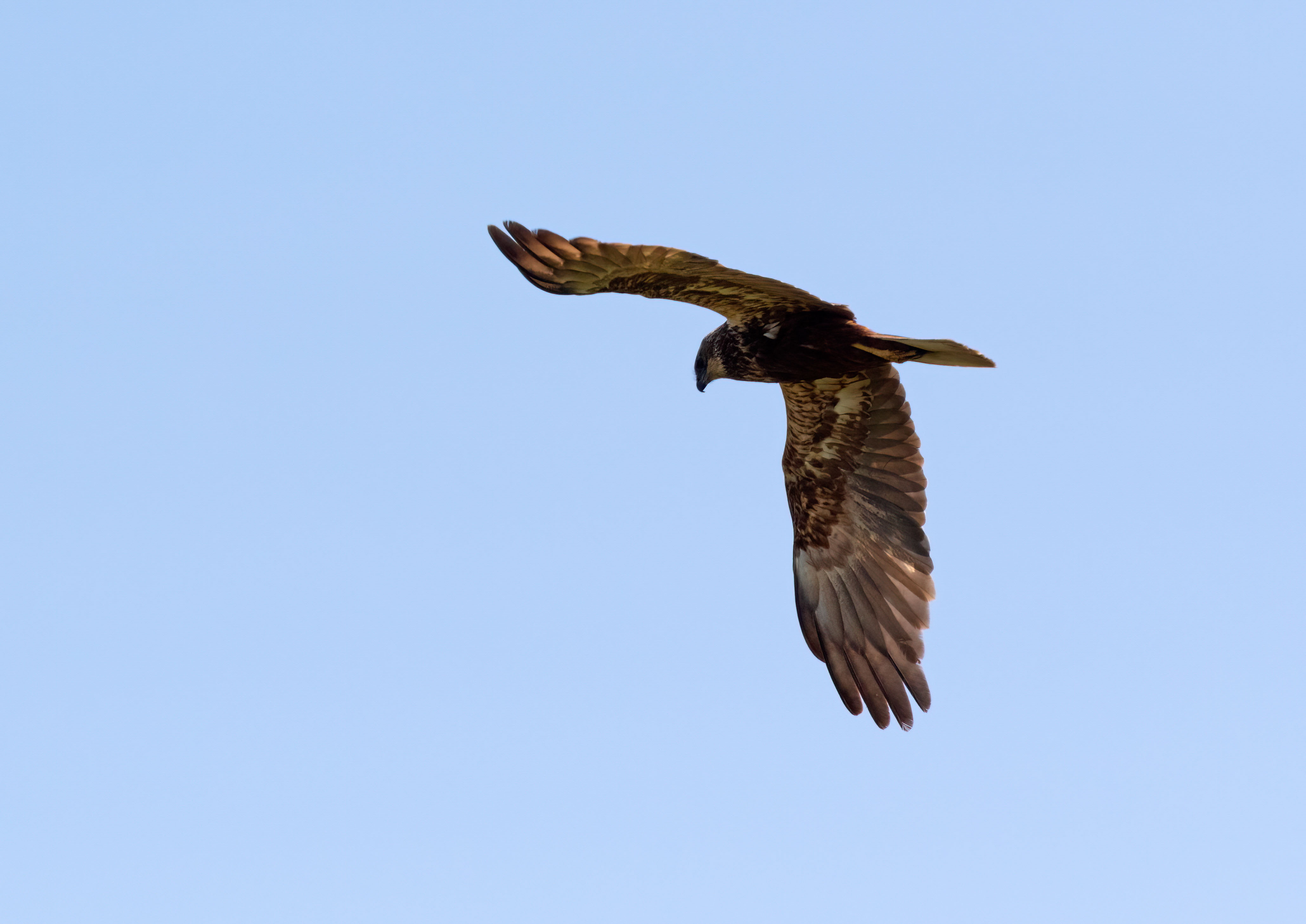 swifts martins and swallows