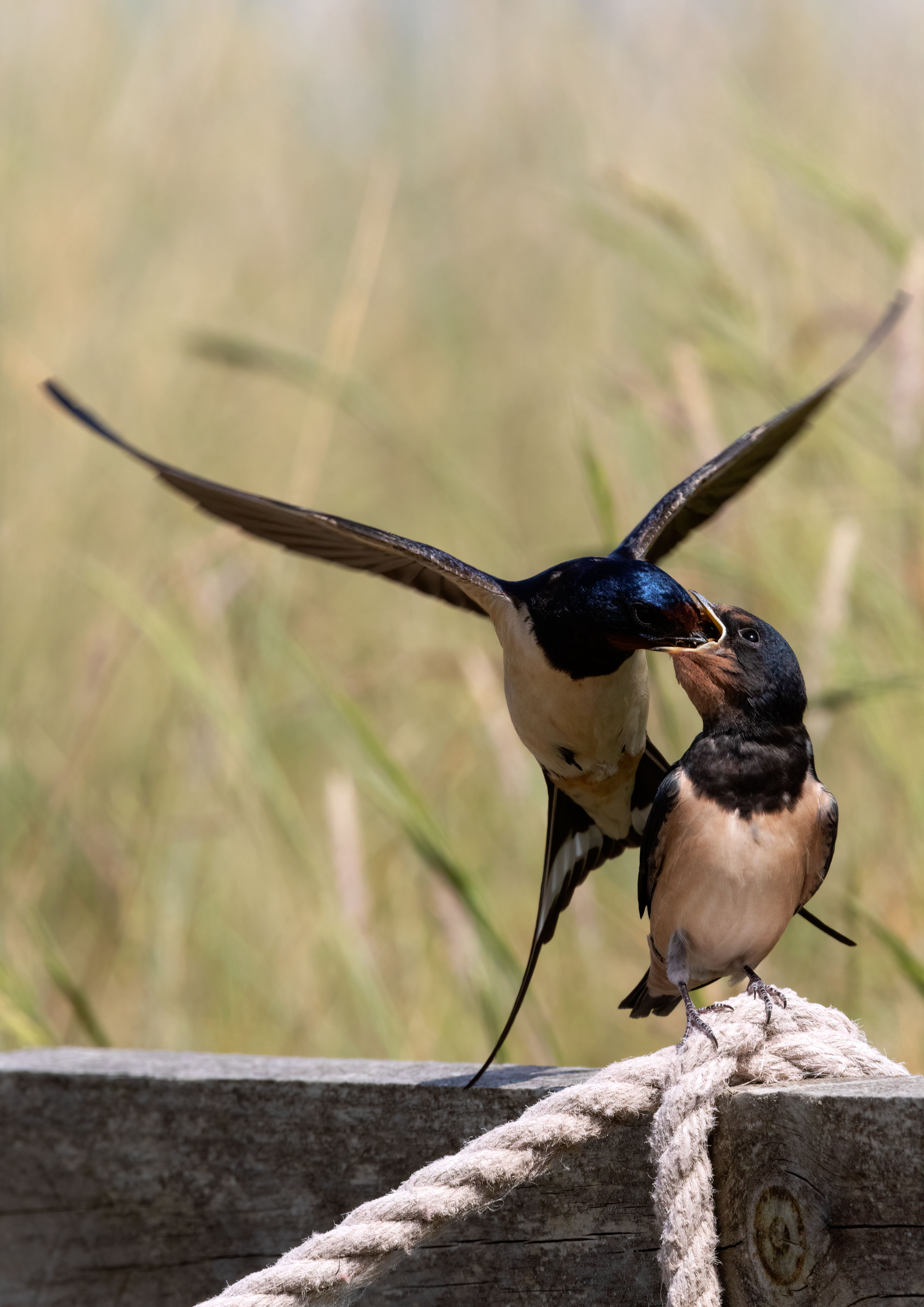 swifts martins and swallows